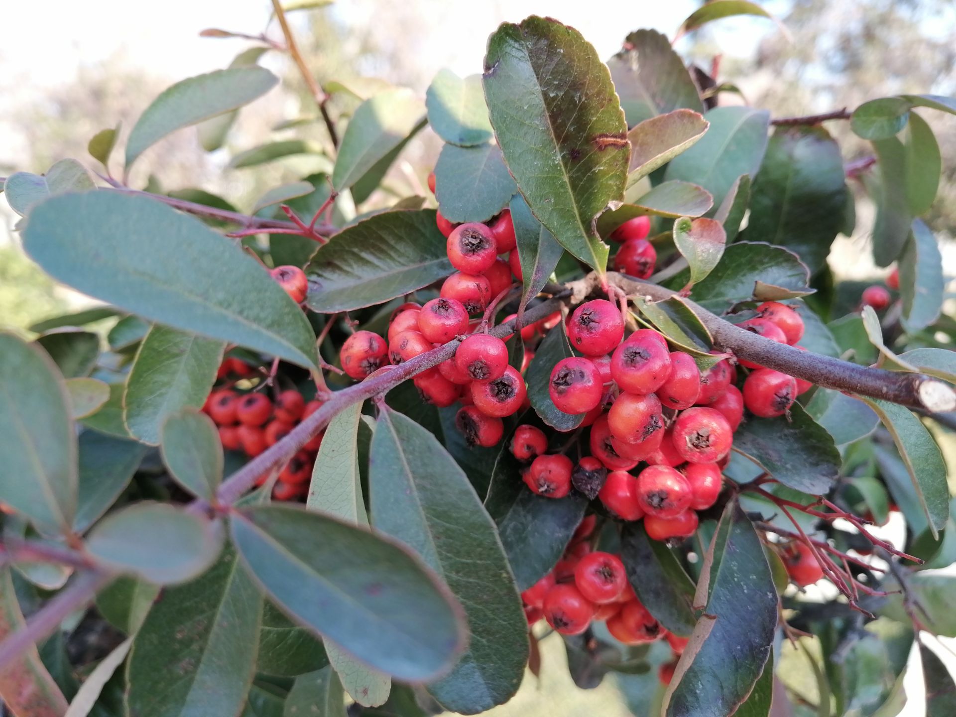 نمونه عکس‌های وای 9 پرایم 2019