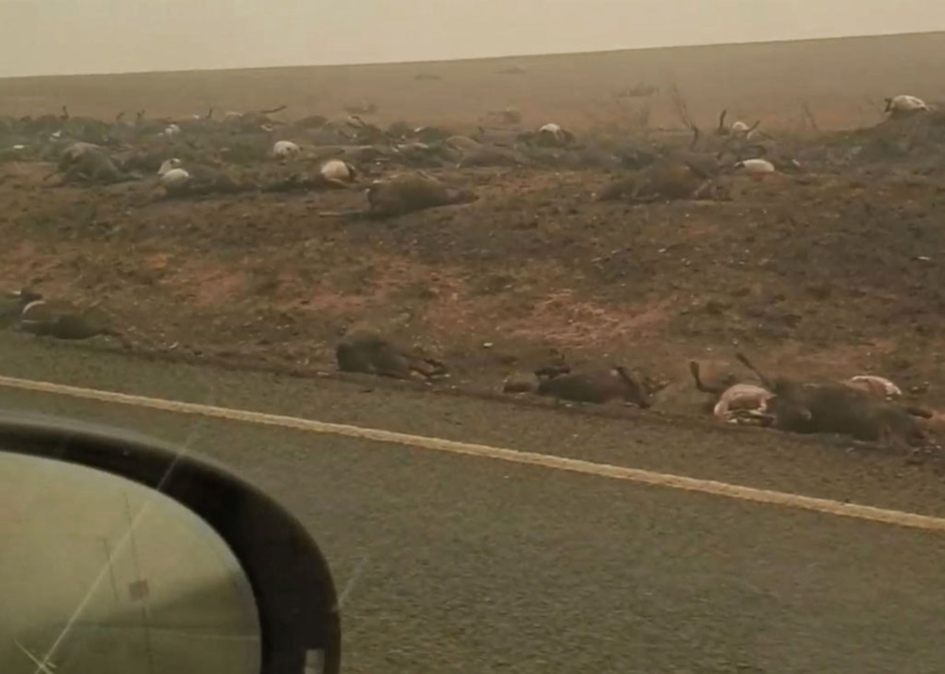 لاشه حیوانات سوخته پ