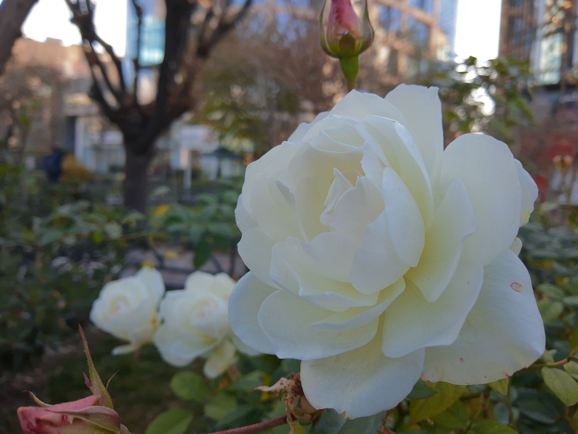 نمونه‌عکس‌های موتورولا وان اکشن