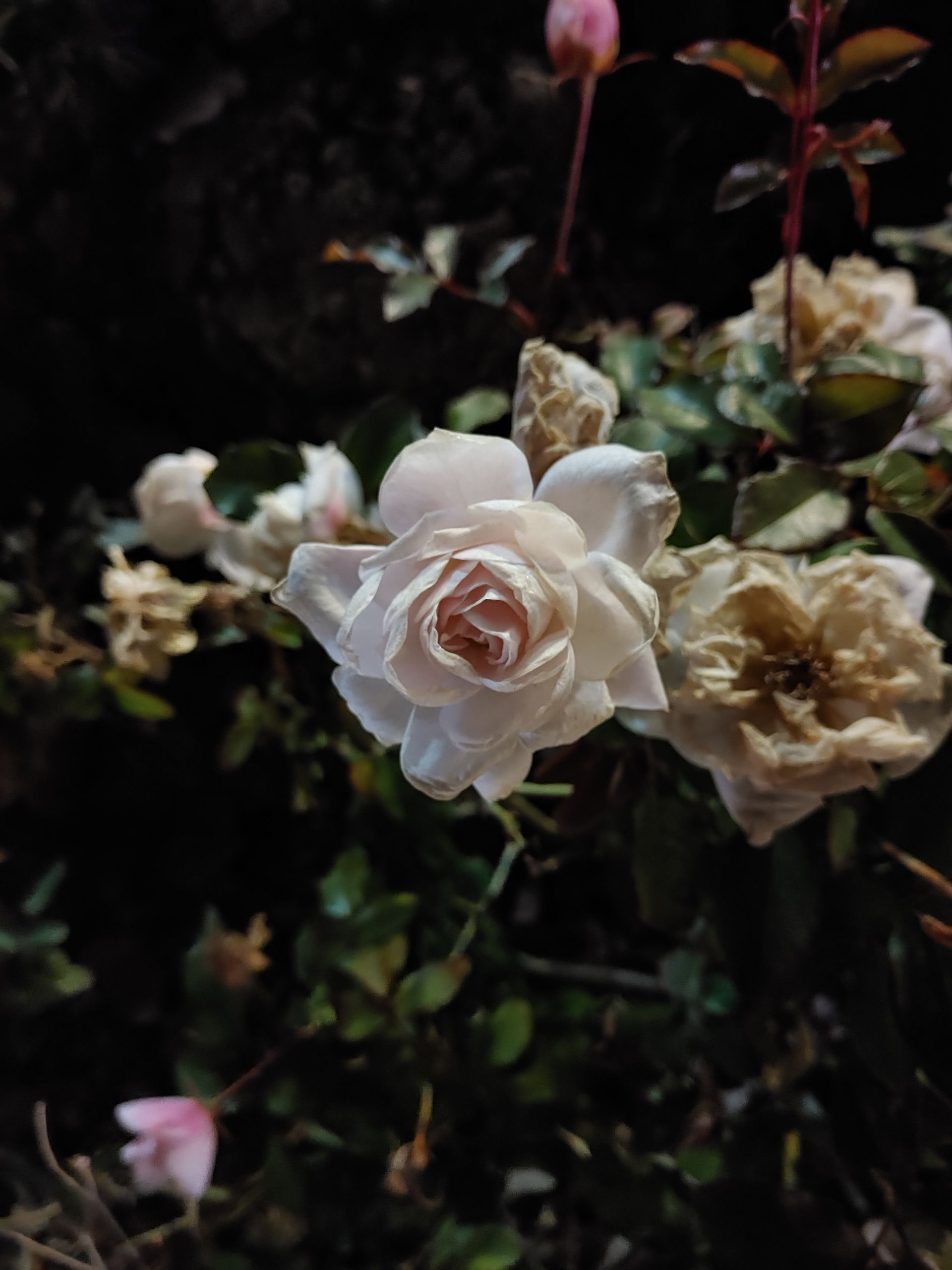 نمونه‌عکس‌های ال‌جی جی ۸ اس در طول شب