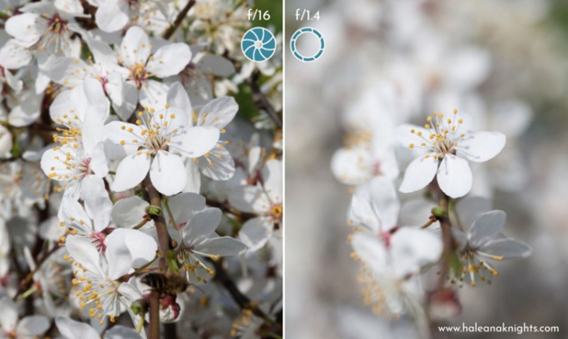 ۵ گام برای استفاده از تنظیمات دستی در عکاسی با دوربین 