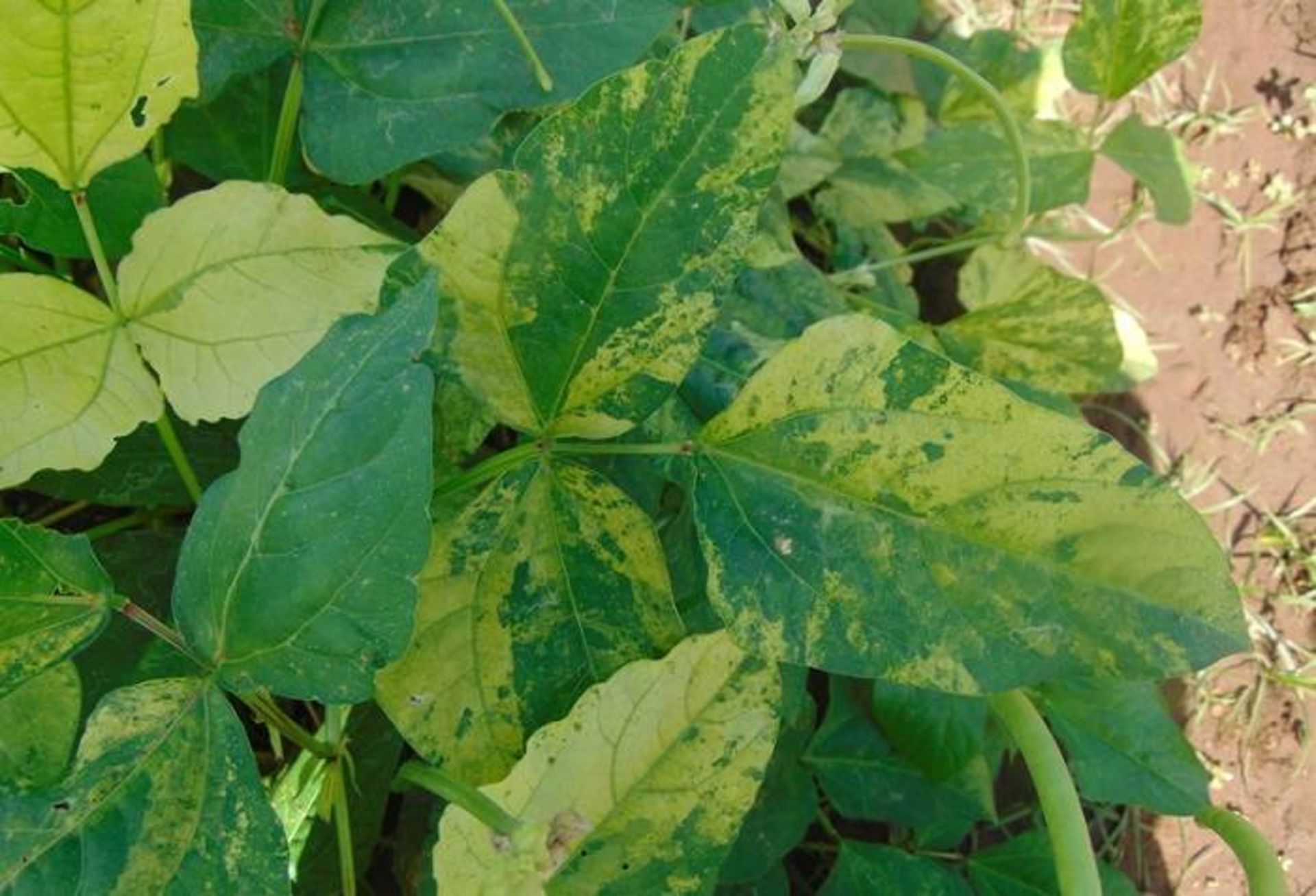 گیاه دچار عفونت ویروس موزاییک لوبیا چشم بلبلی