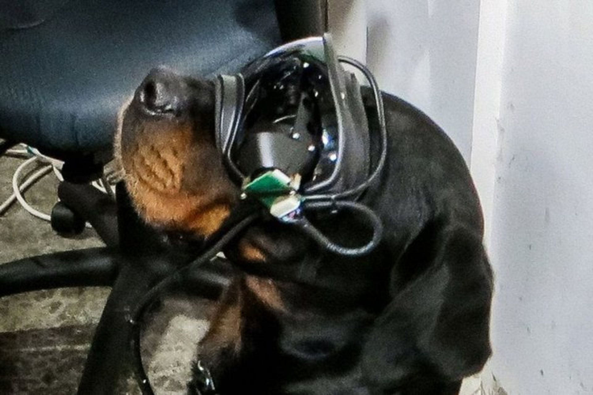 عینک واقعیت افزوده سگ نظامی