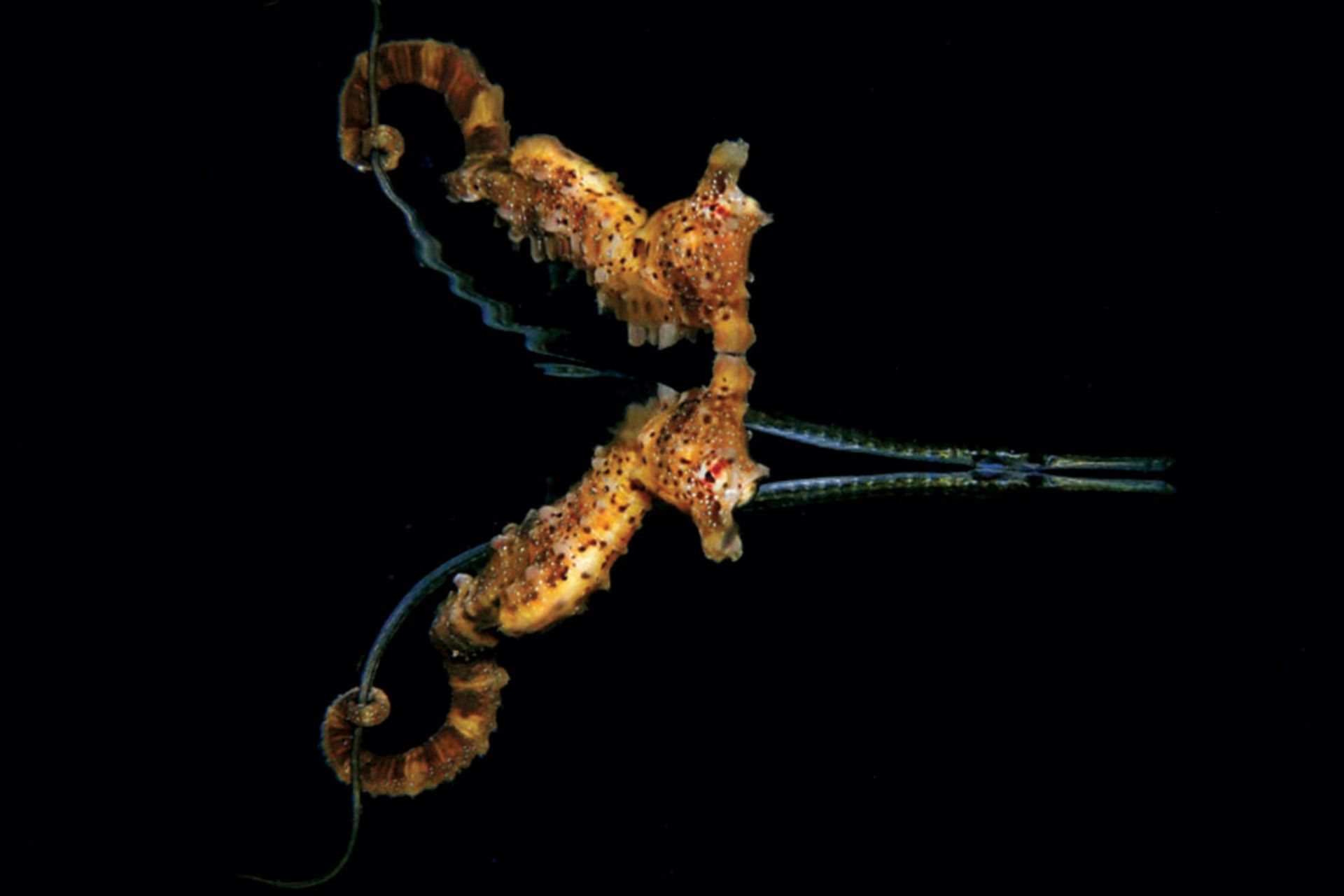 اسب دریایی در حال غذا خوردن