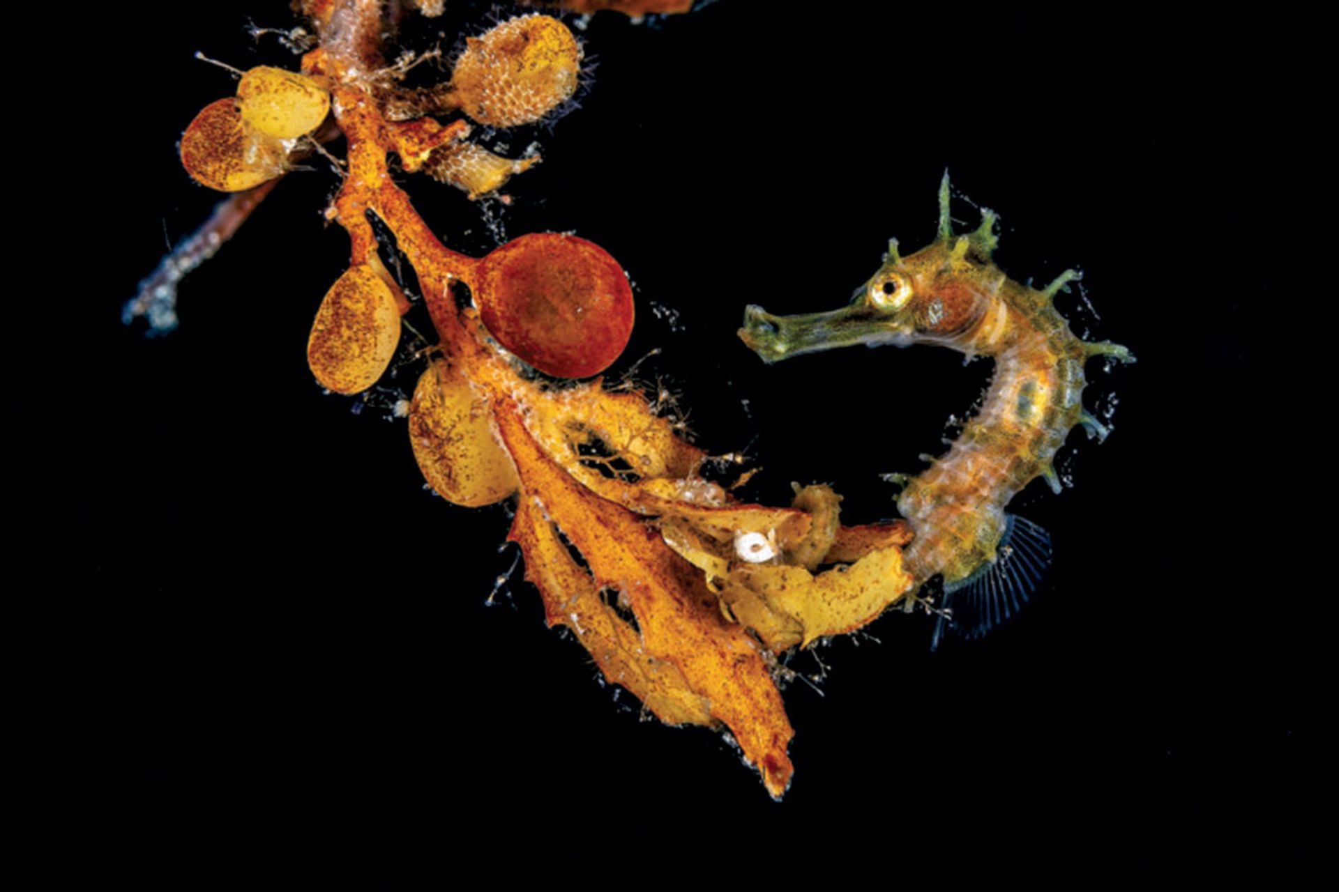 اسب دریایی زیر آب