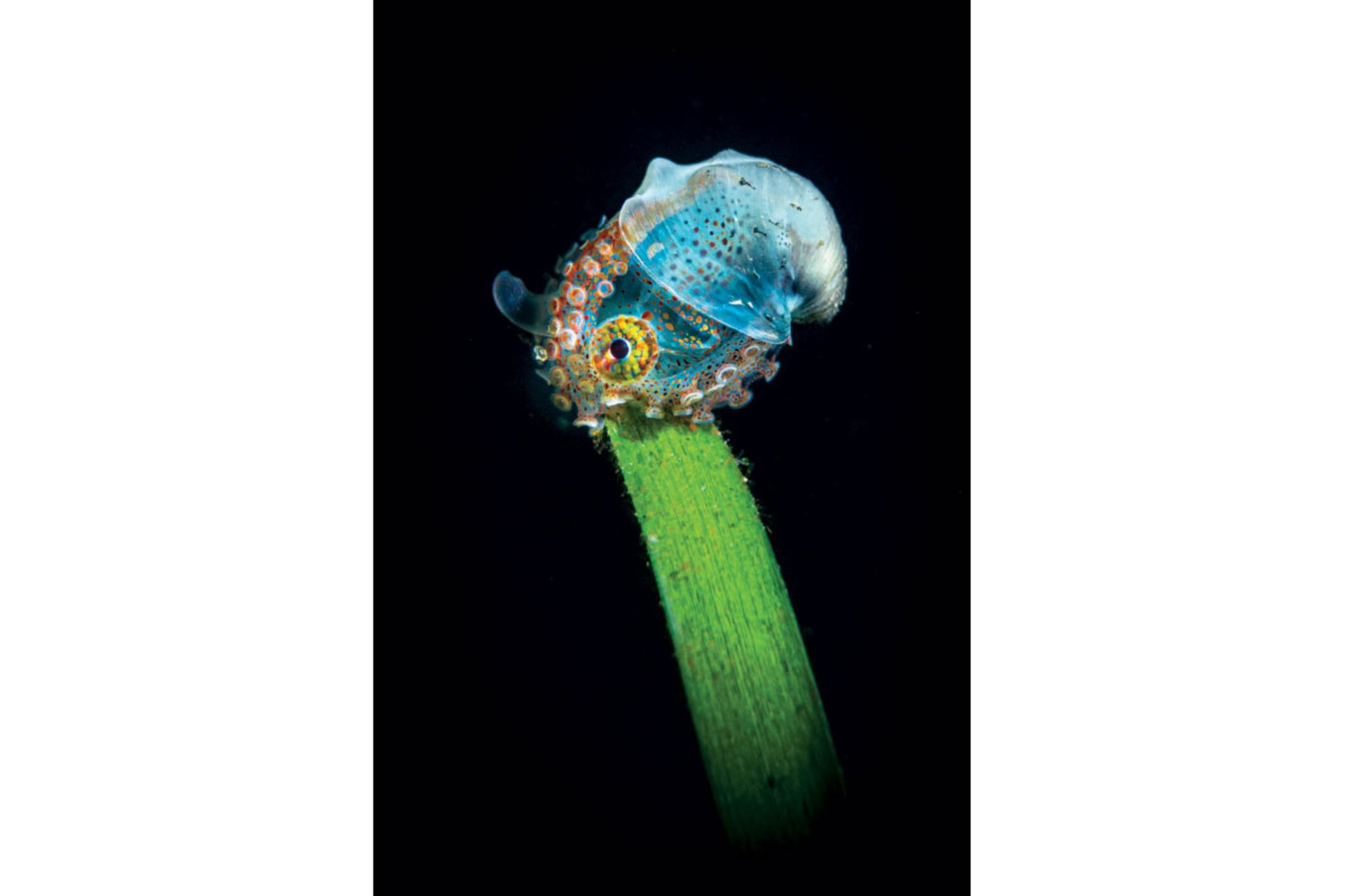 موجود کوچک در دریا