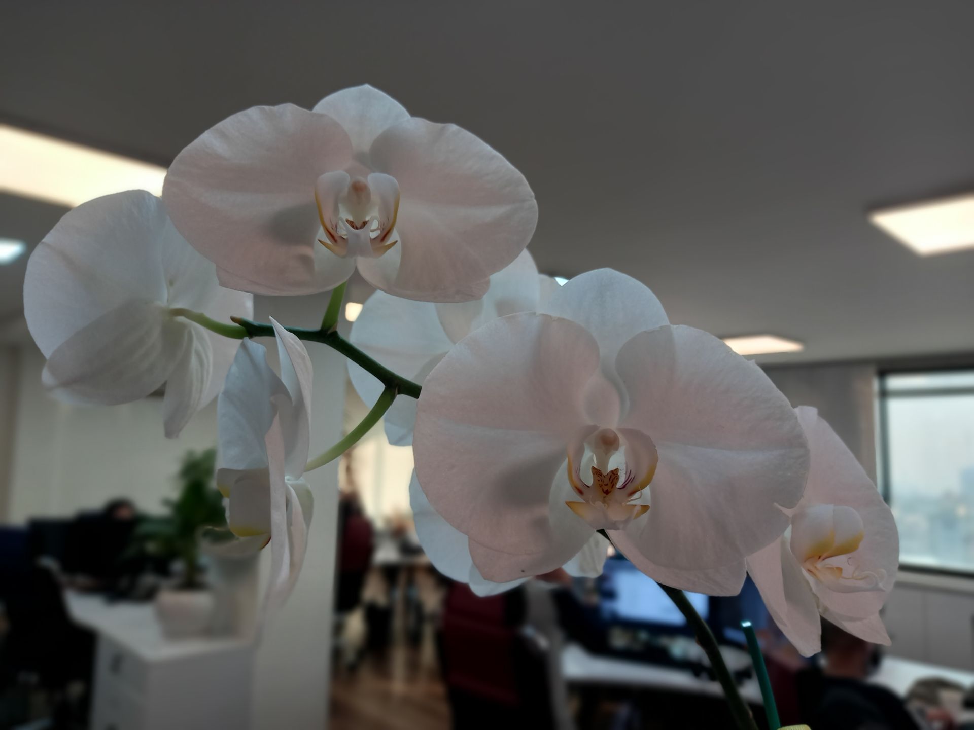 نمونه عکس Live Focus گلکسی A31 در طول روز - گل در دفتر زومیت