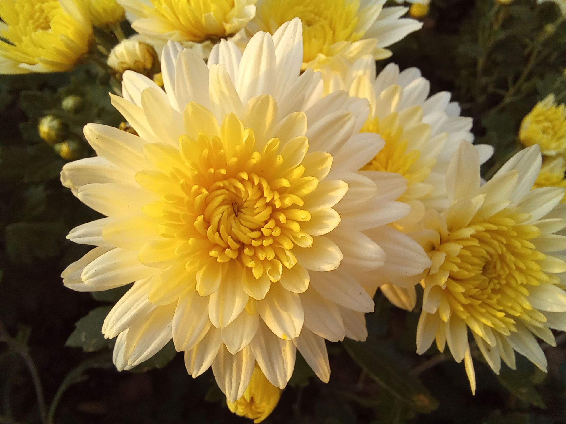 نمونه عکس ماکرو گلکسی A31 - گل پل طبیعت پارک آب و آتش تهران