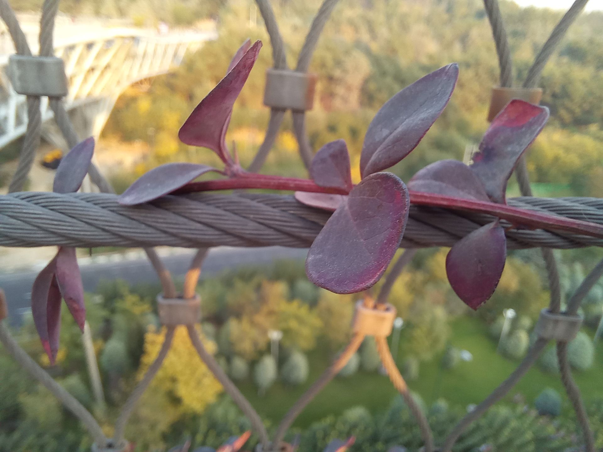 نمونه عکس ماکرو گلکسی A31 - گیاه پل طبیعت پارک آب و آتش