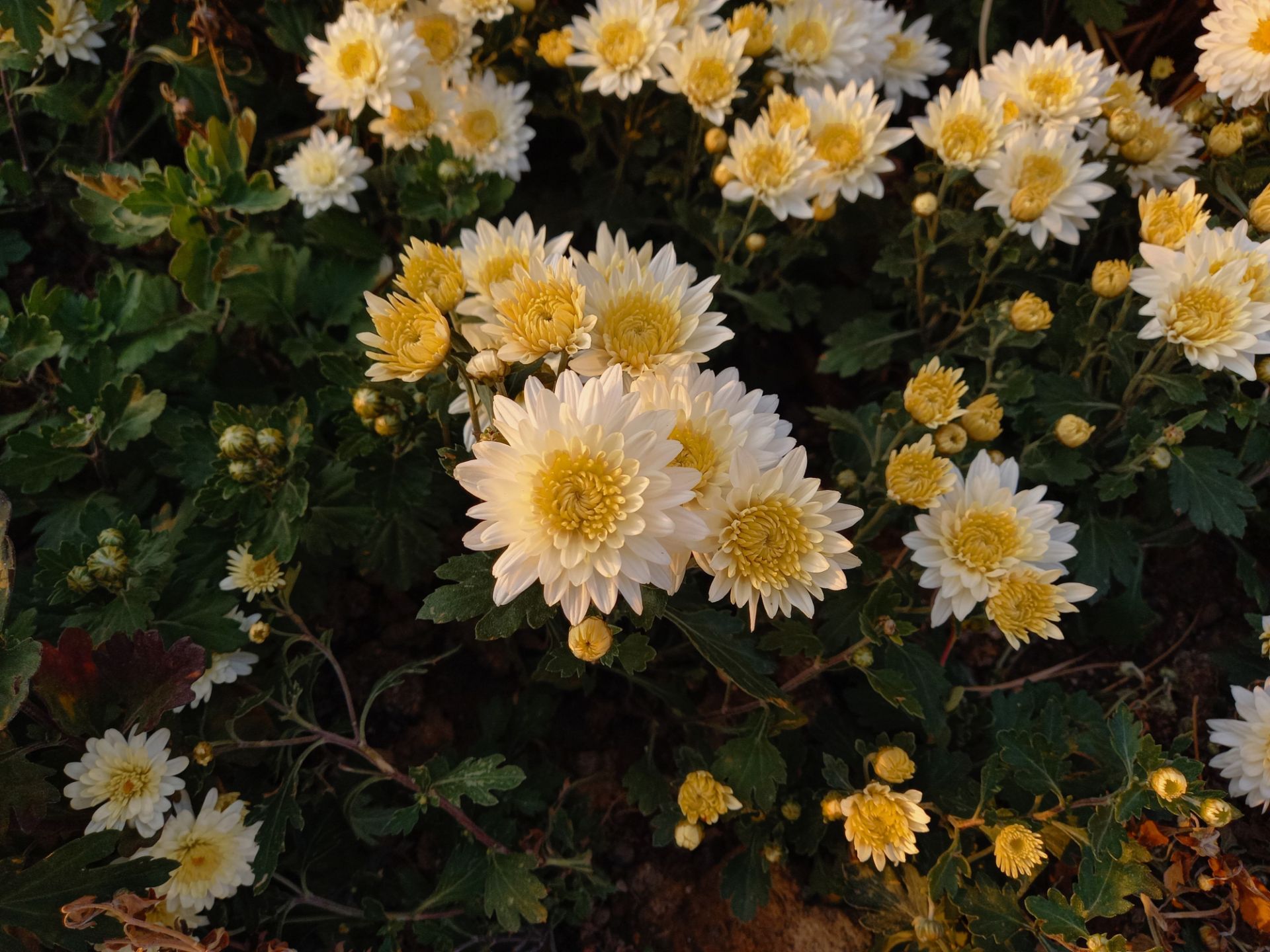 نمونه عکس دوربین اصلی گلکسی A31 در طول روز - گل پل طبیعت پارک آب و آتش تهران