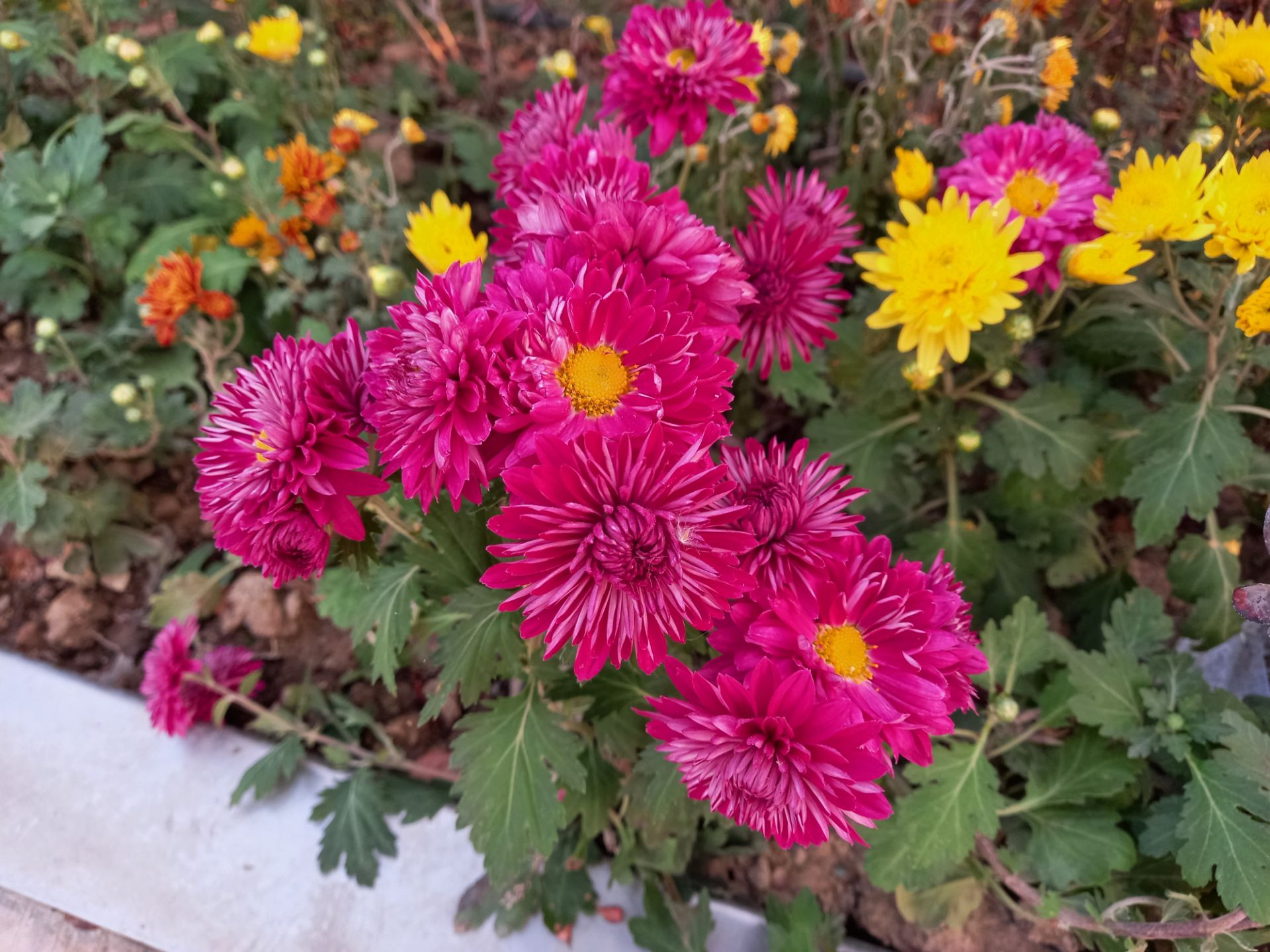 نمونه عکس دوربین اصلی گلکسی A31 در طول روز - گل پل طبیعت پارک آب و آتش تهران 