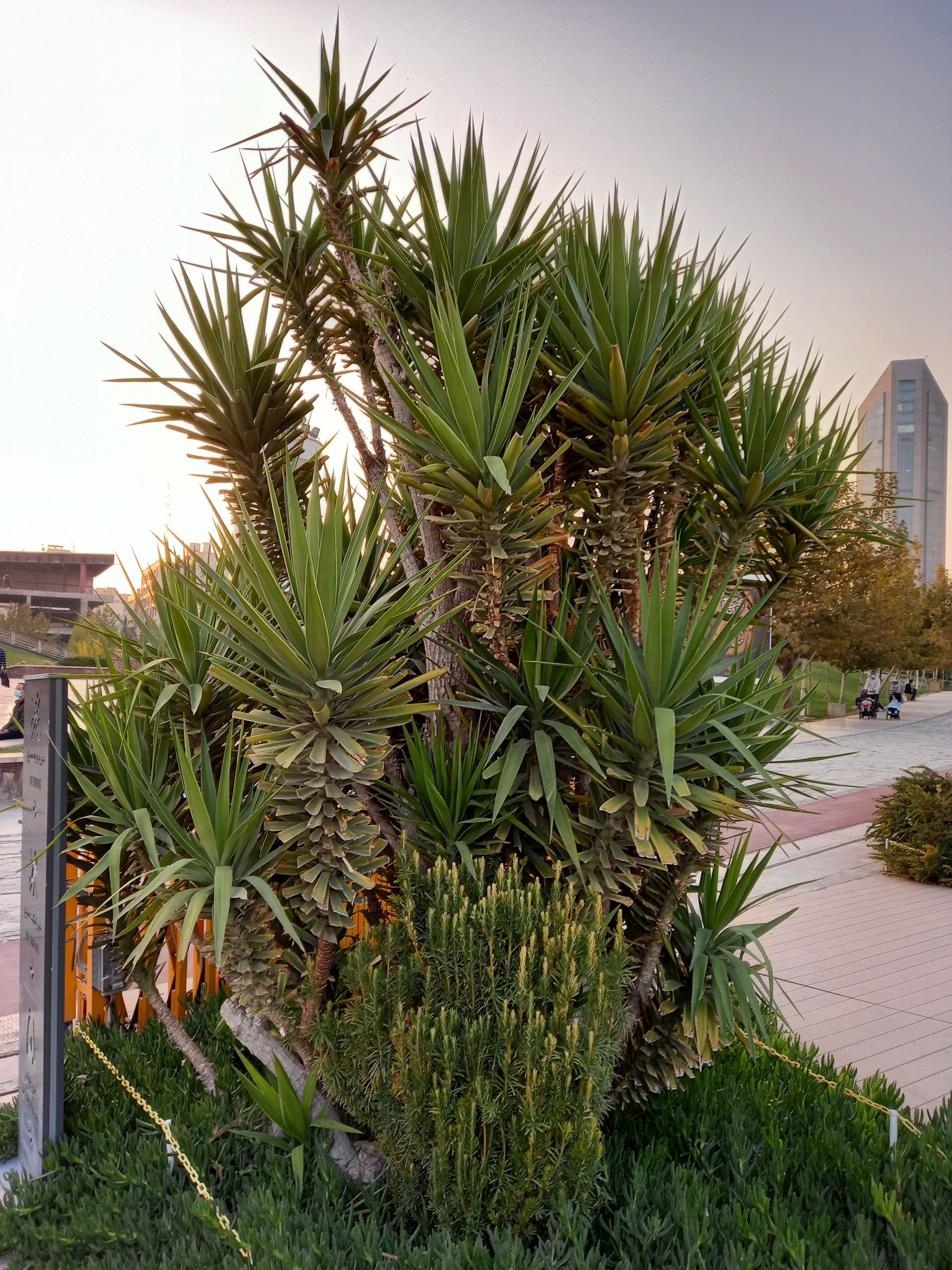 نمونه عکس دوربین اصلی گلکسی A31 در طول روز - گیاه پل طبیعت پارک آب و آتش تهران