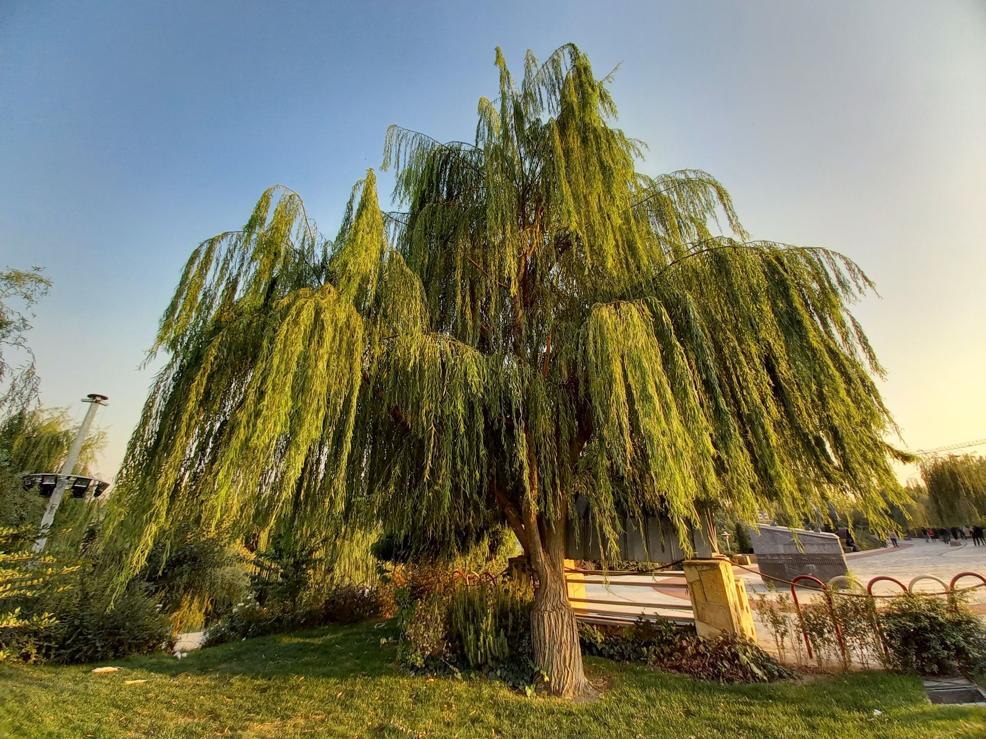 نمونه عکس دوربین اولتراواید گلکسی A31 در طول روز - درخت در پارک آب و آتش تهران