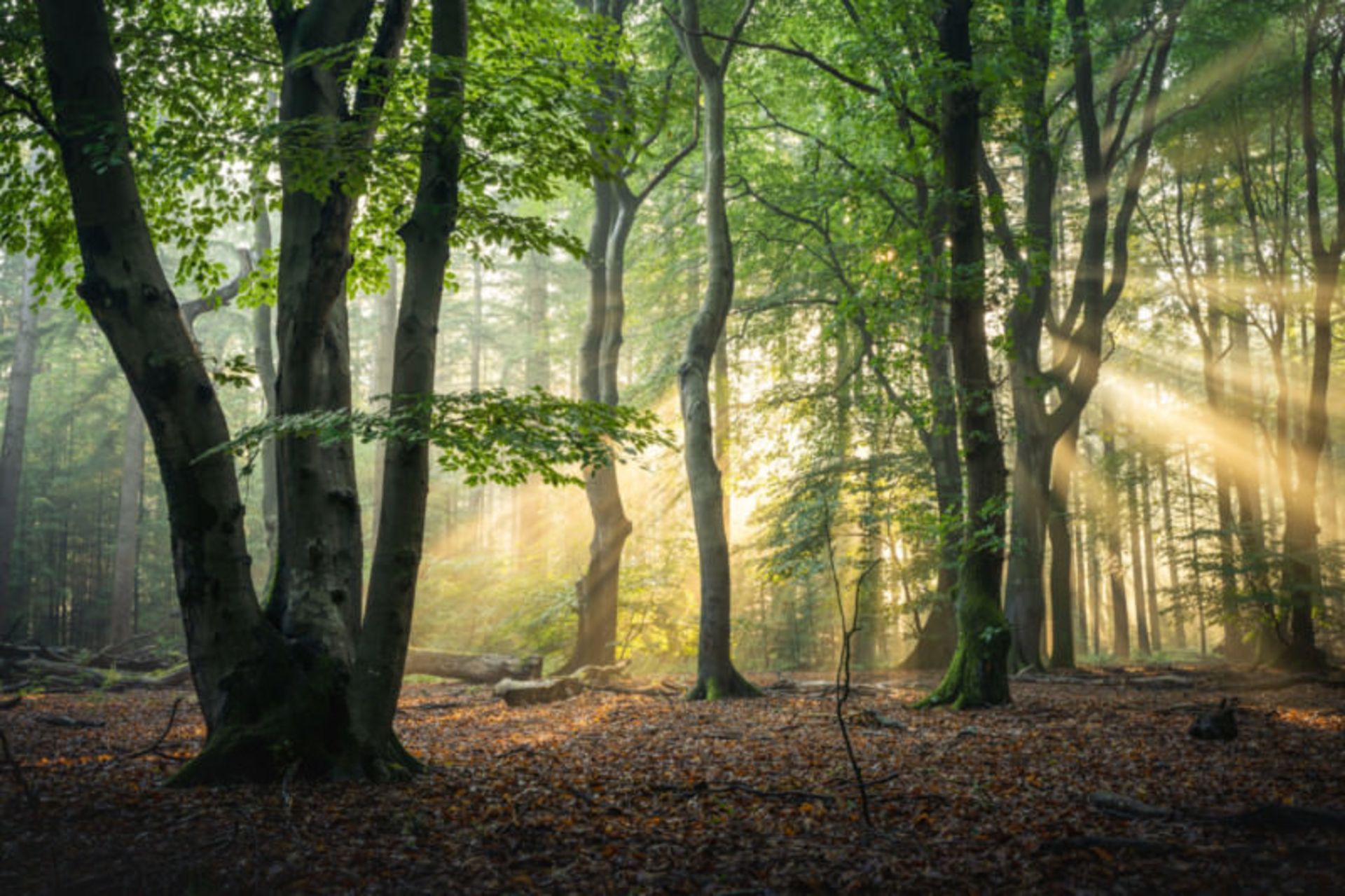 تصاویر از جنگل اسپولدر