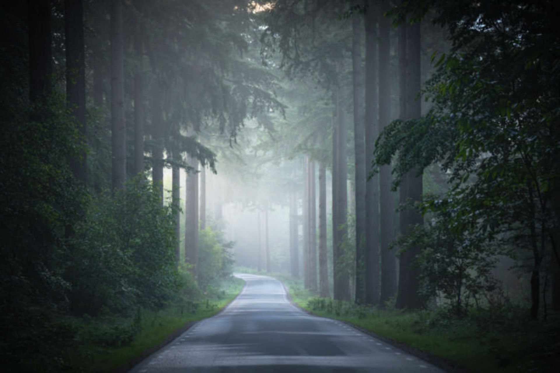 تصاویر از جنگل اسپولدر