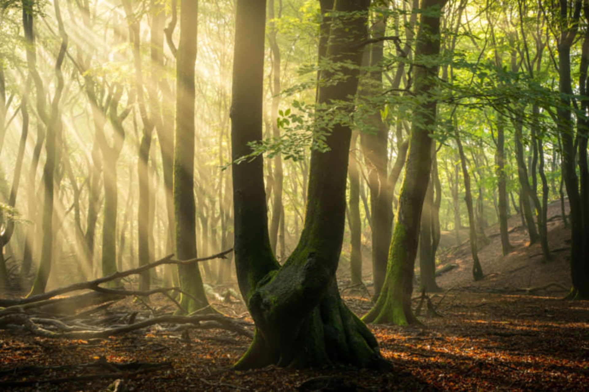 تصاویر از جنگل اسپولدر