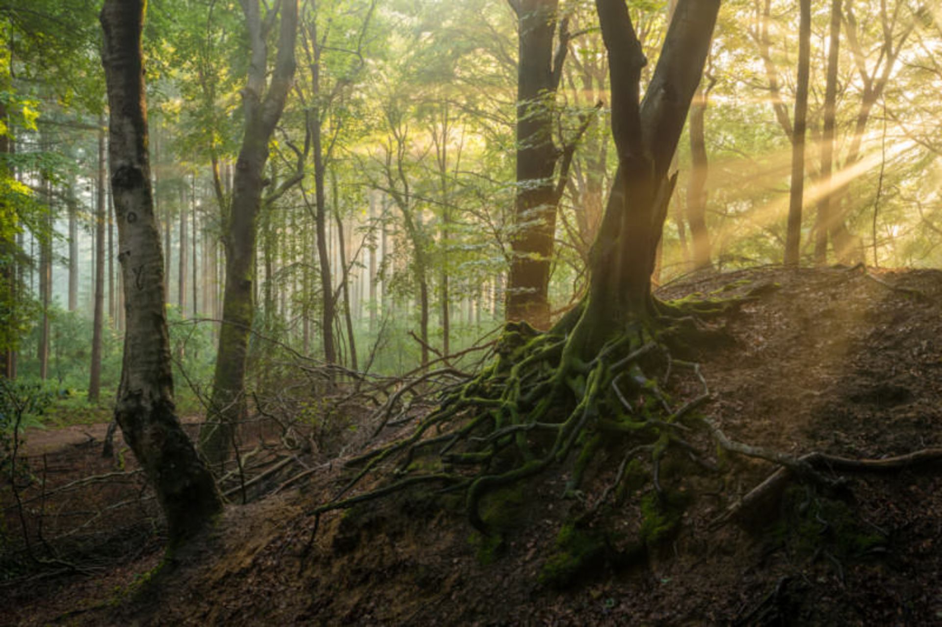 تصاویر از جنگل اسپولدر