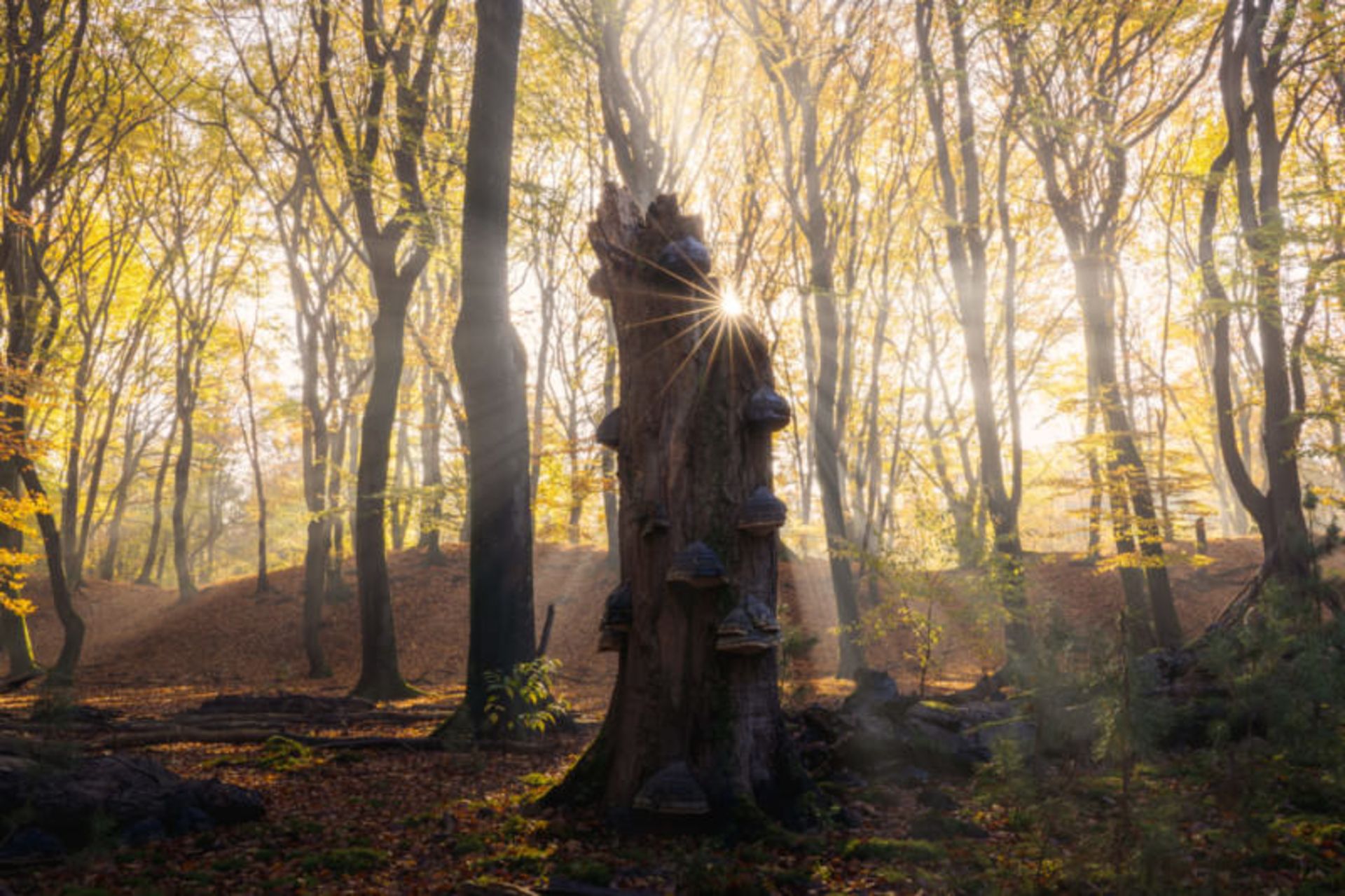 تصاویر از جنگل اسپولدر