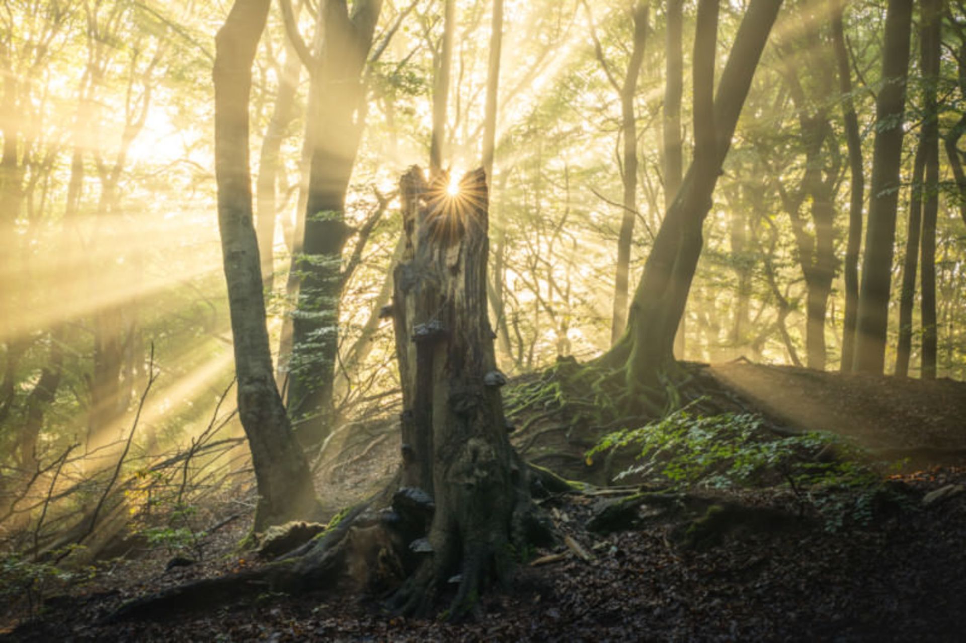 تصاویر از جنگل اسپولدر