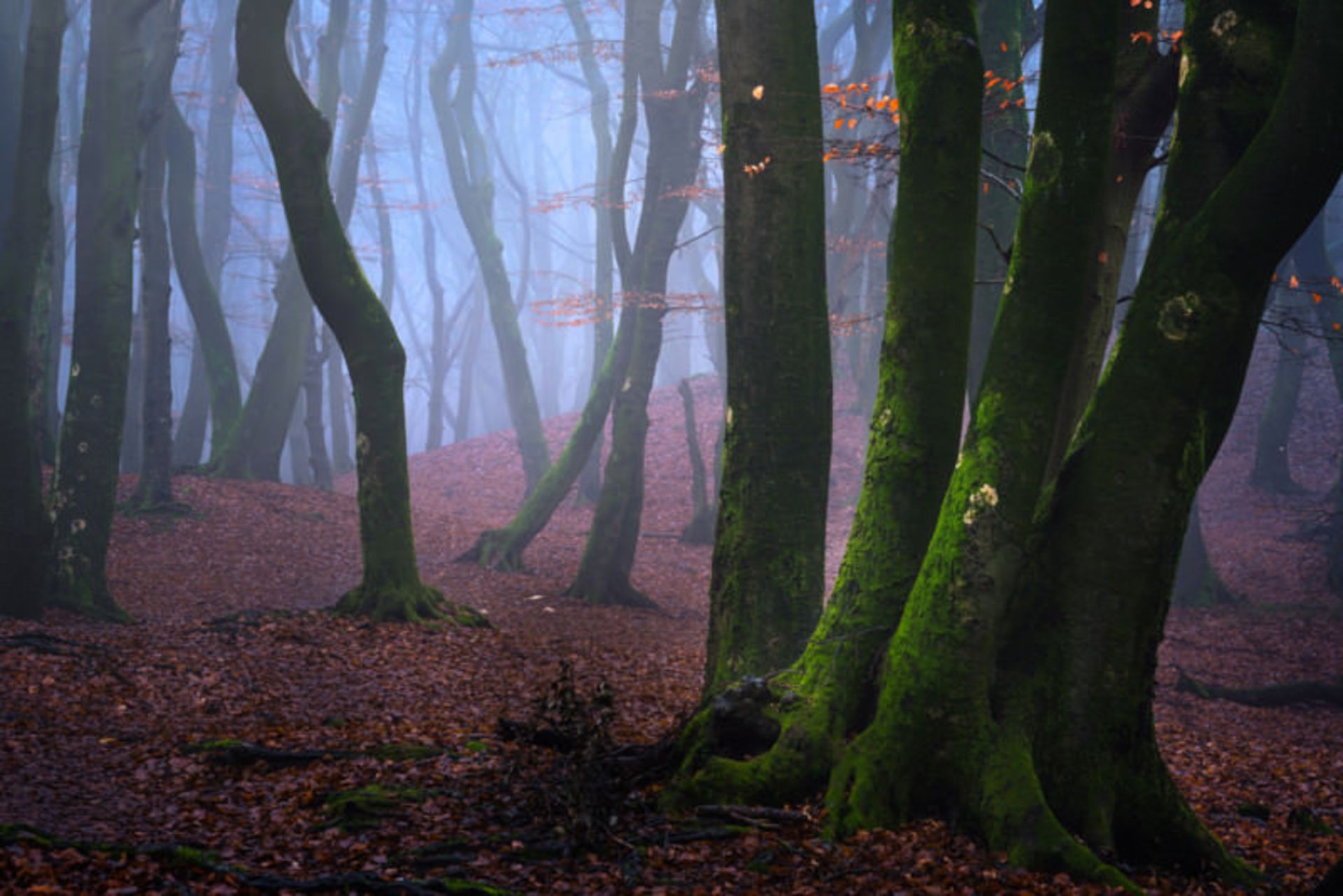 تصاویر از جنگل اسپولدر