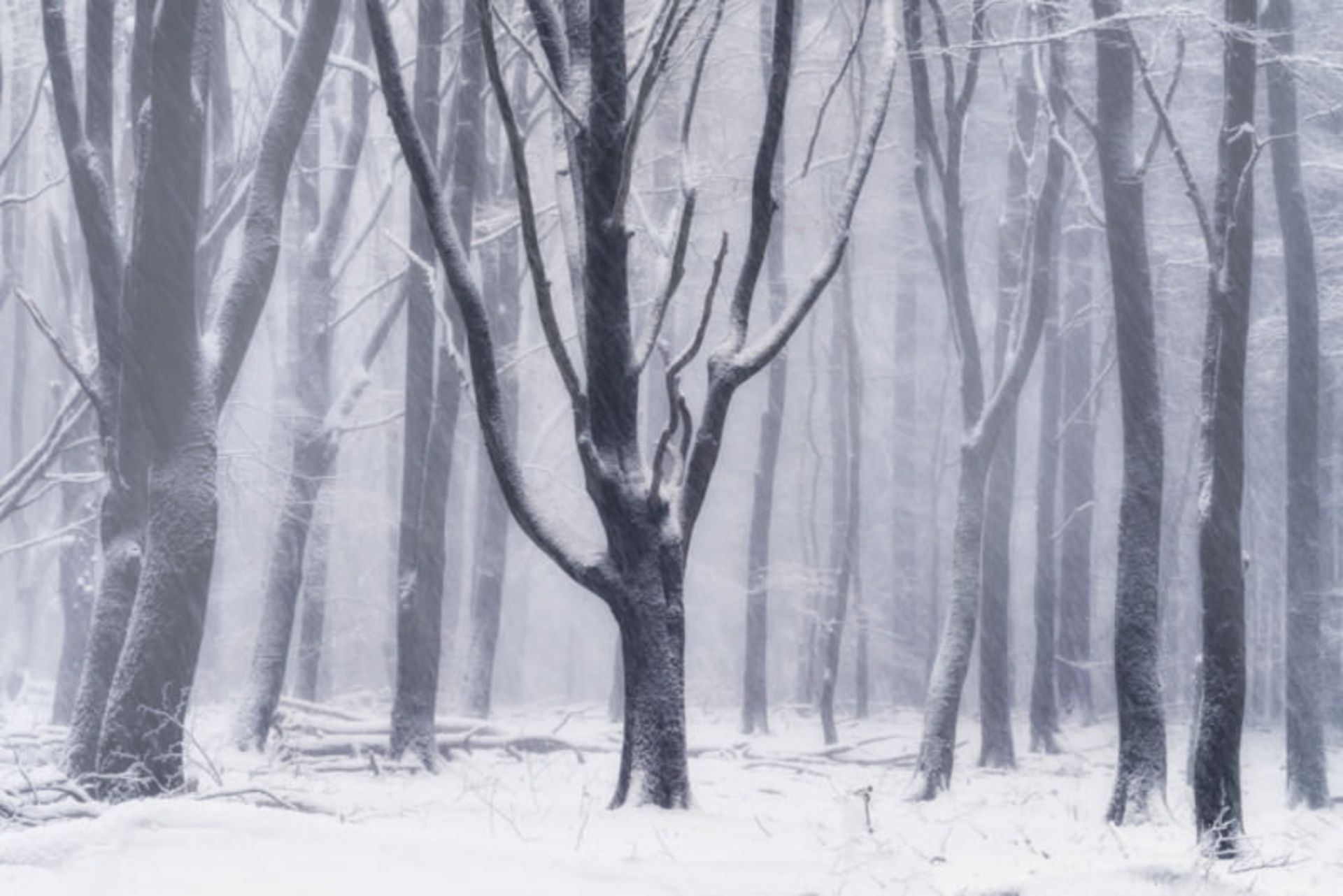 تصاویر از جنگل اسپولدر