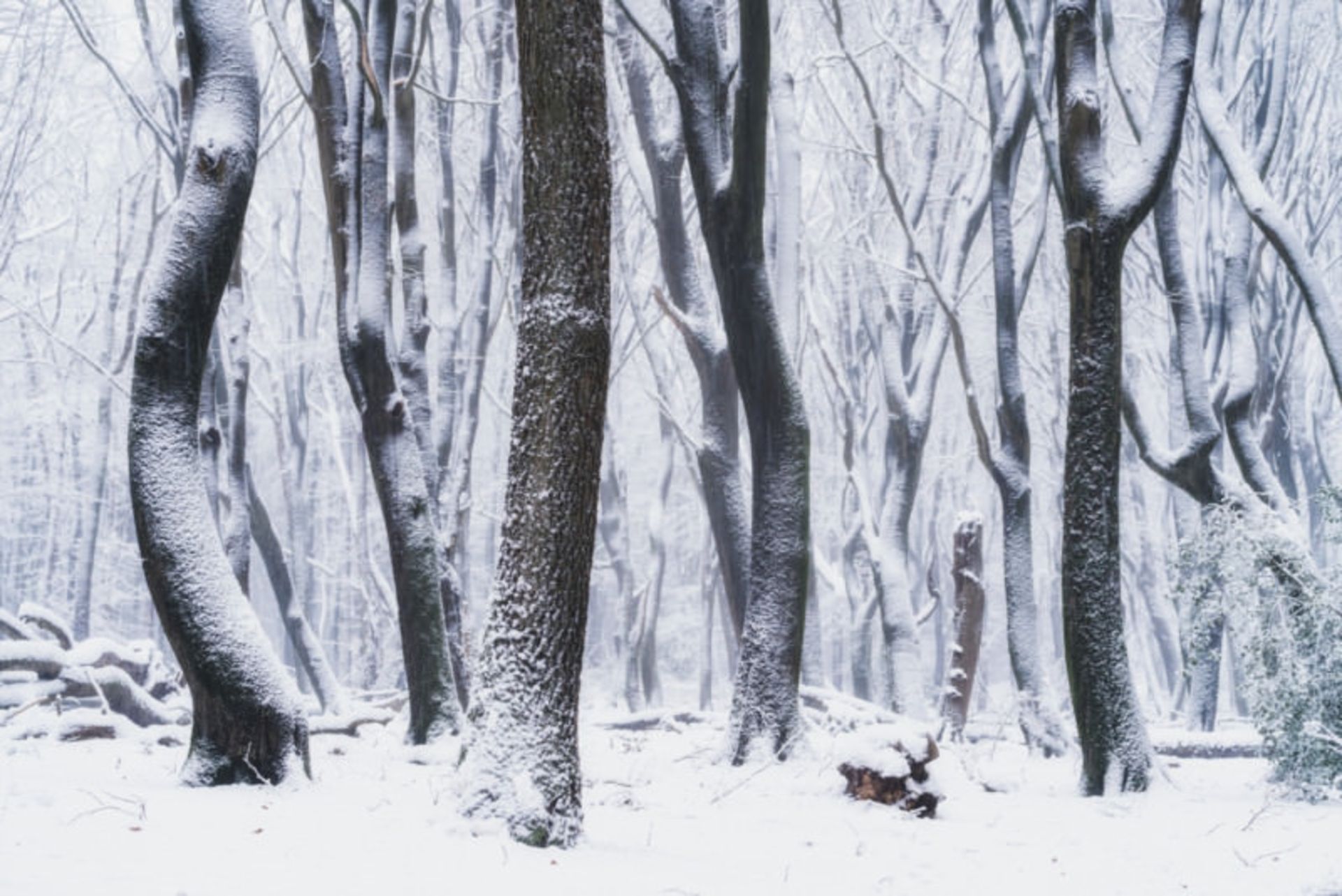 تصاویر از جنگل اسپولدر