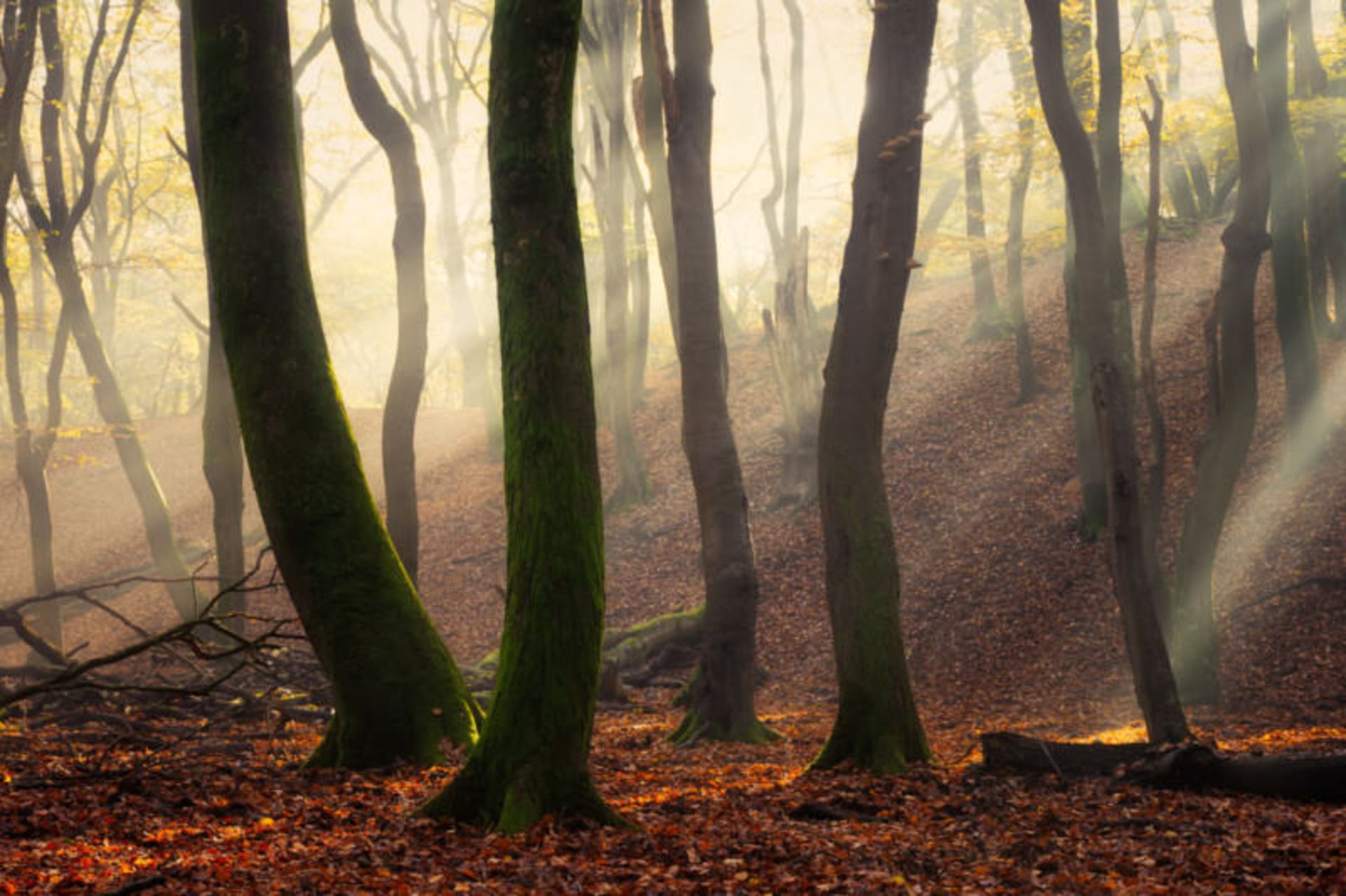 تصاویر از جنگل اسپولدر