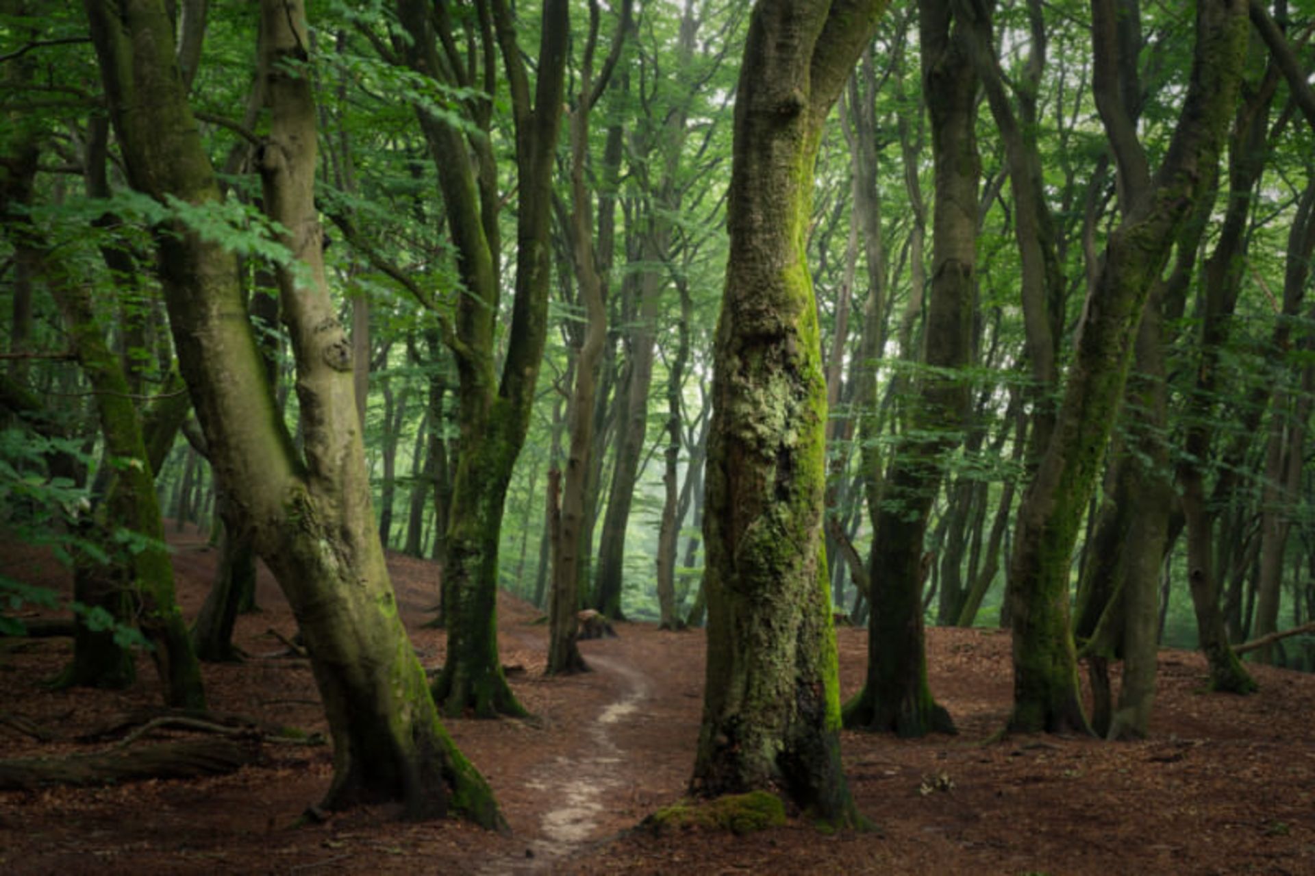 تصاویر از جنگل اسپولدر
