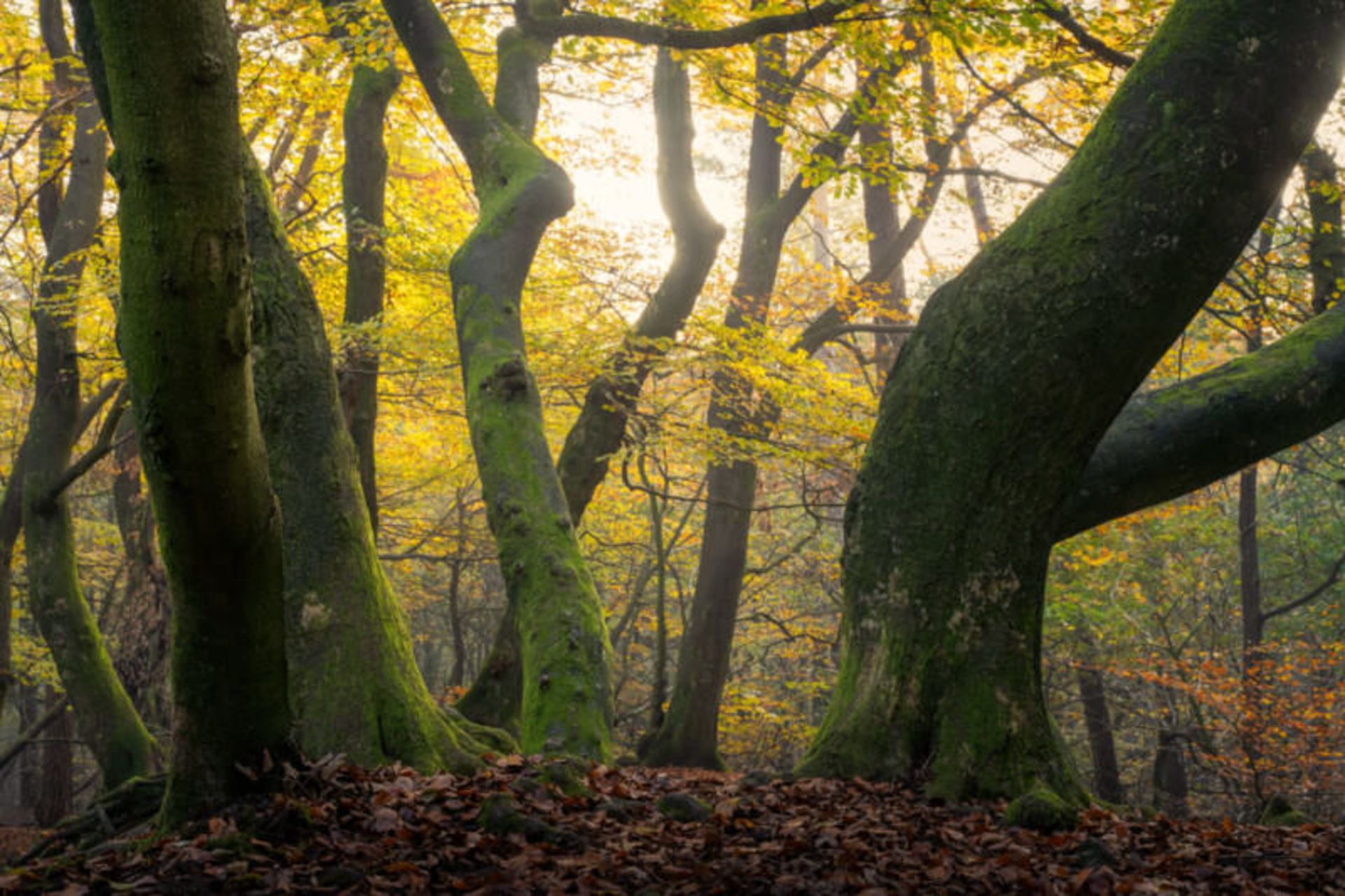 تصاویر از جنگل اسپولدر