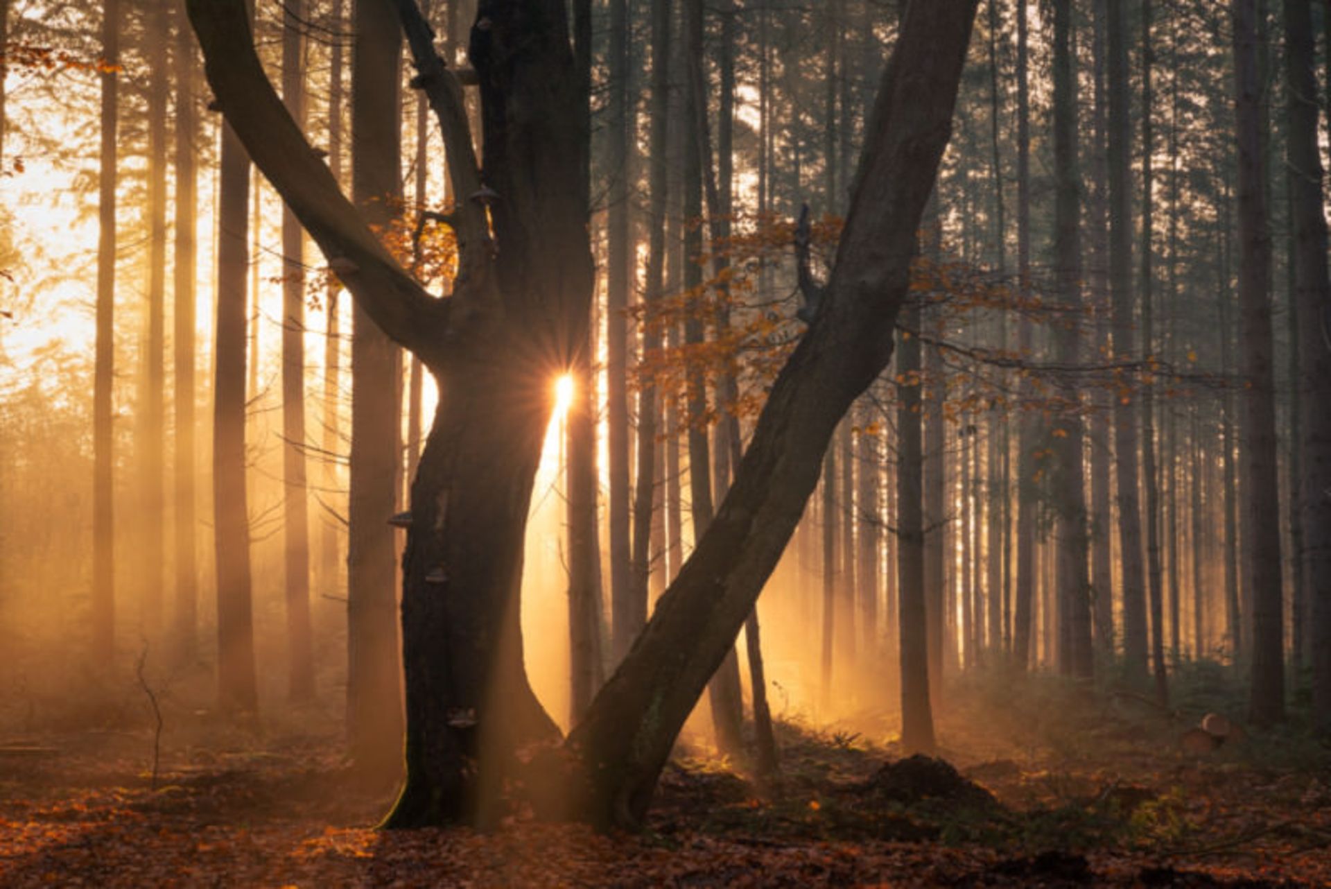 تصاویر از جنگل اسپولدر