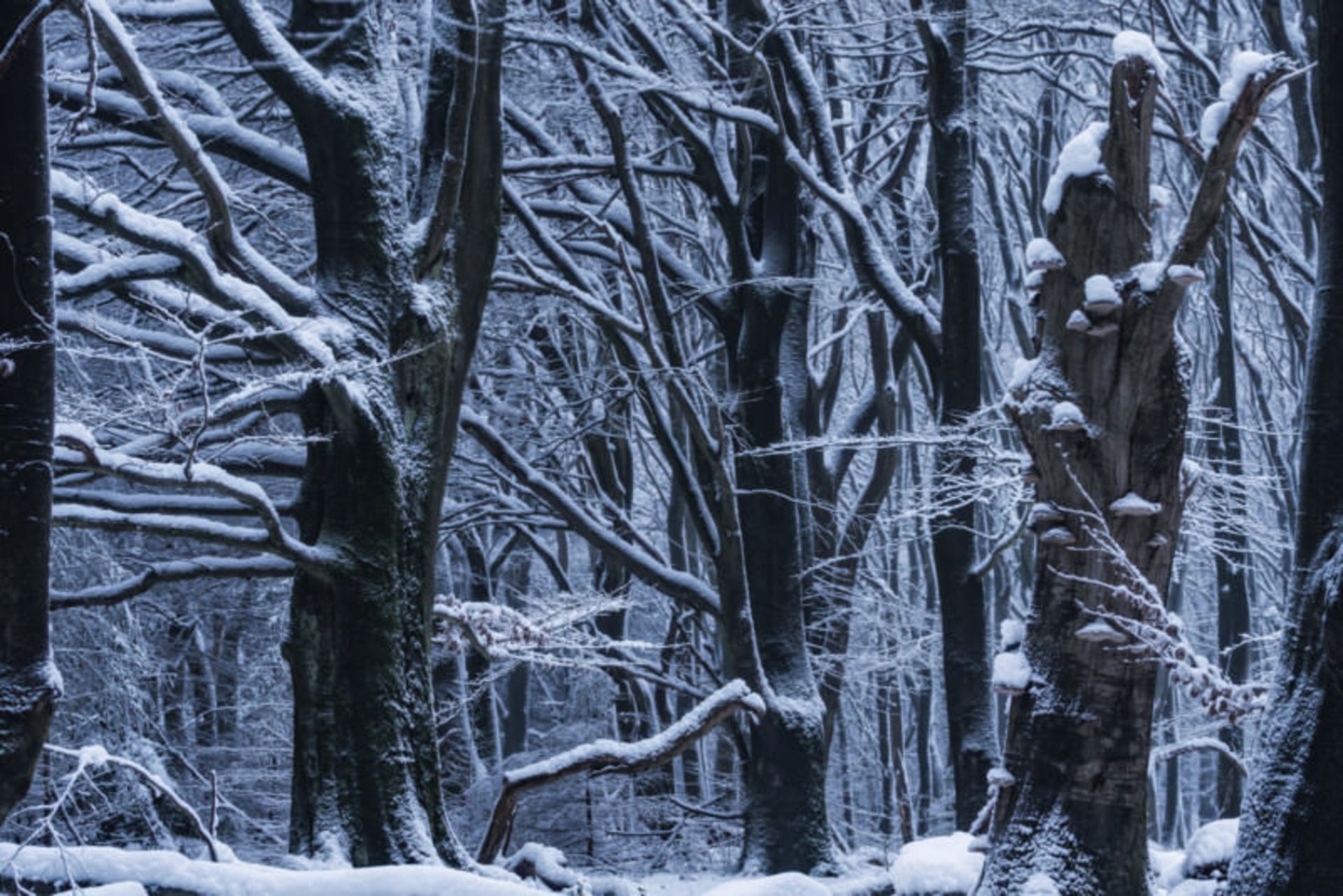 تصاویر از جنگل اسپولدر