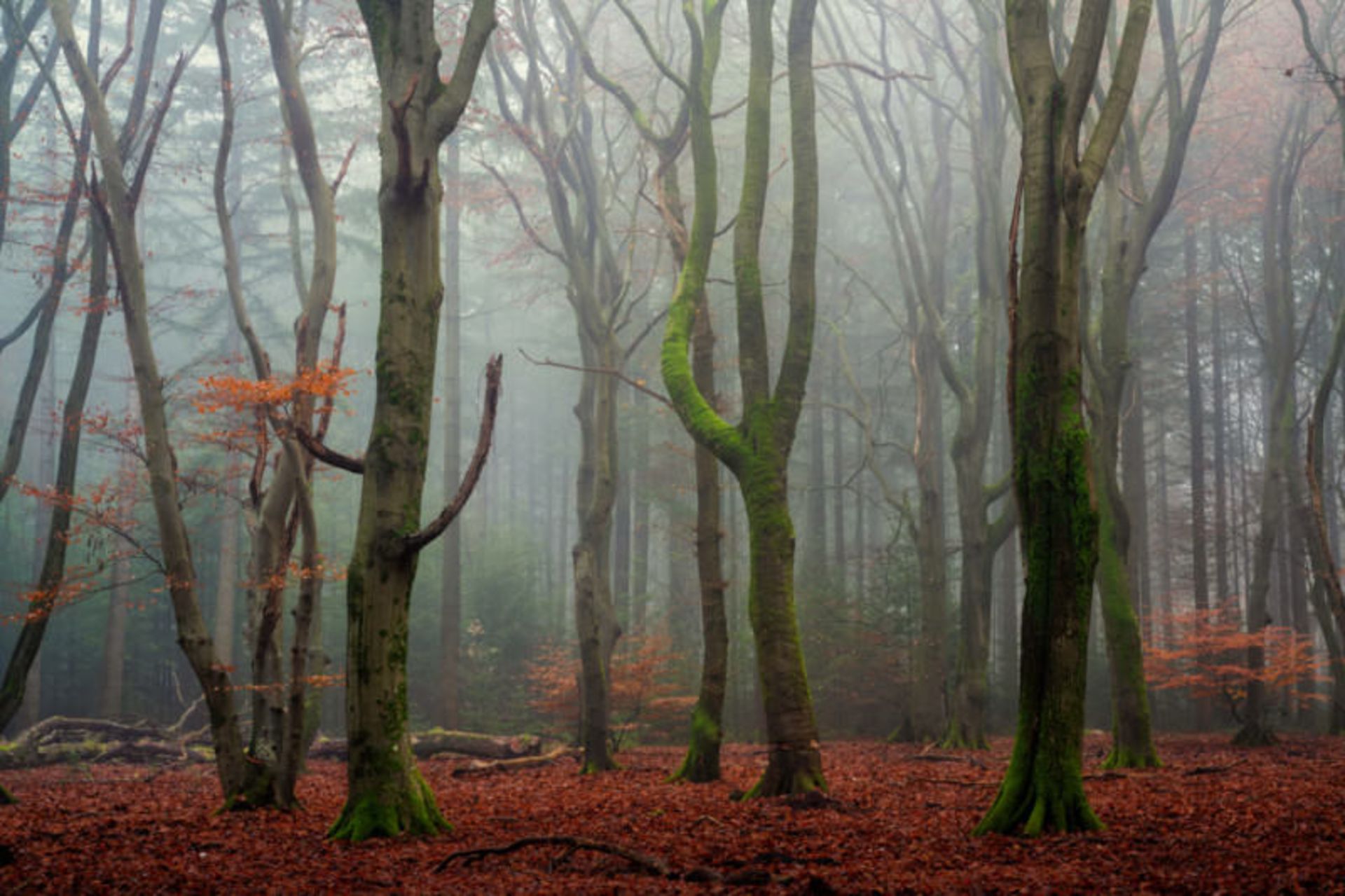 تصاویر از جنگل اسپولدر
