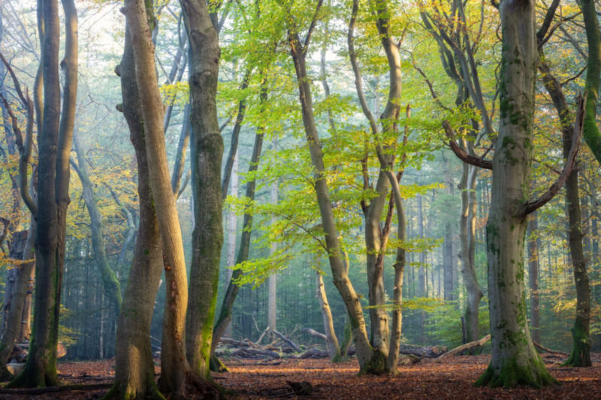 تصاویر از جنگل اسپولدر