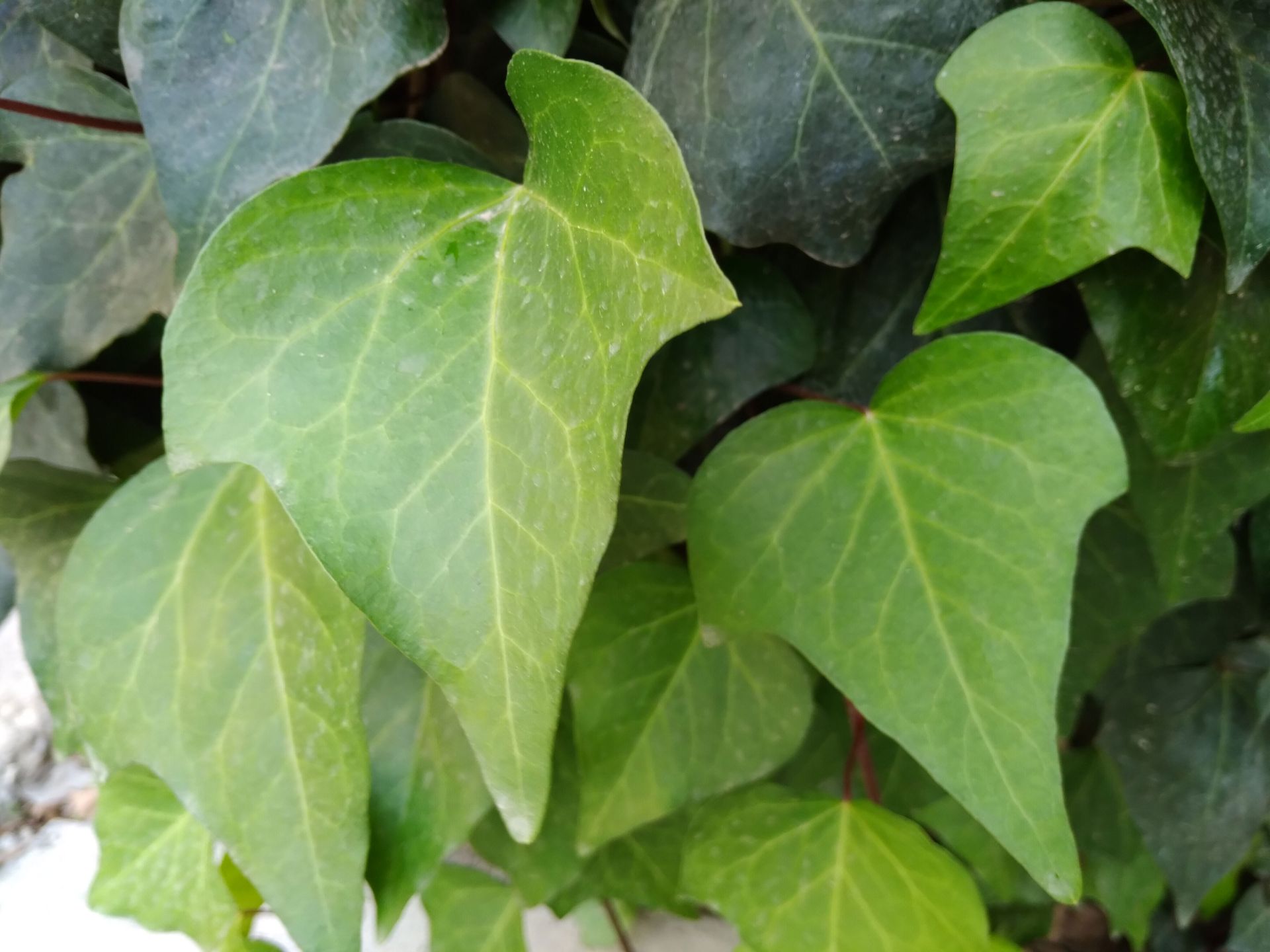 نمونه تصویر دوربین اصلی گلکسی A11 - برگ در روز