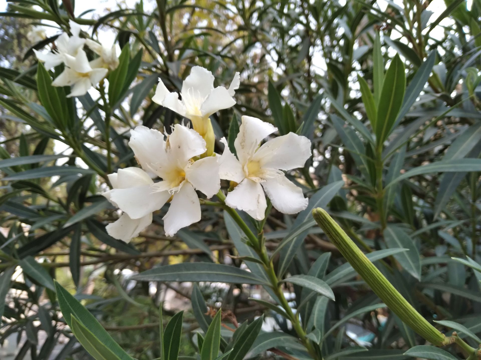 نمونه تصویر دوربین گلکسی A11 - تصویر پرتره از گل