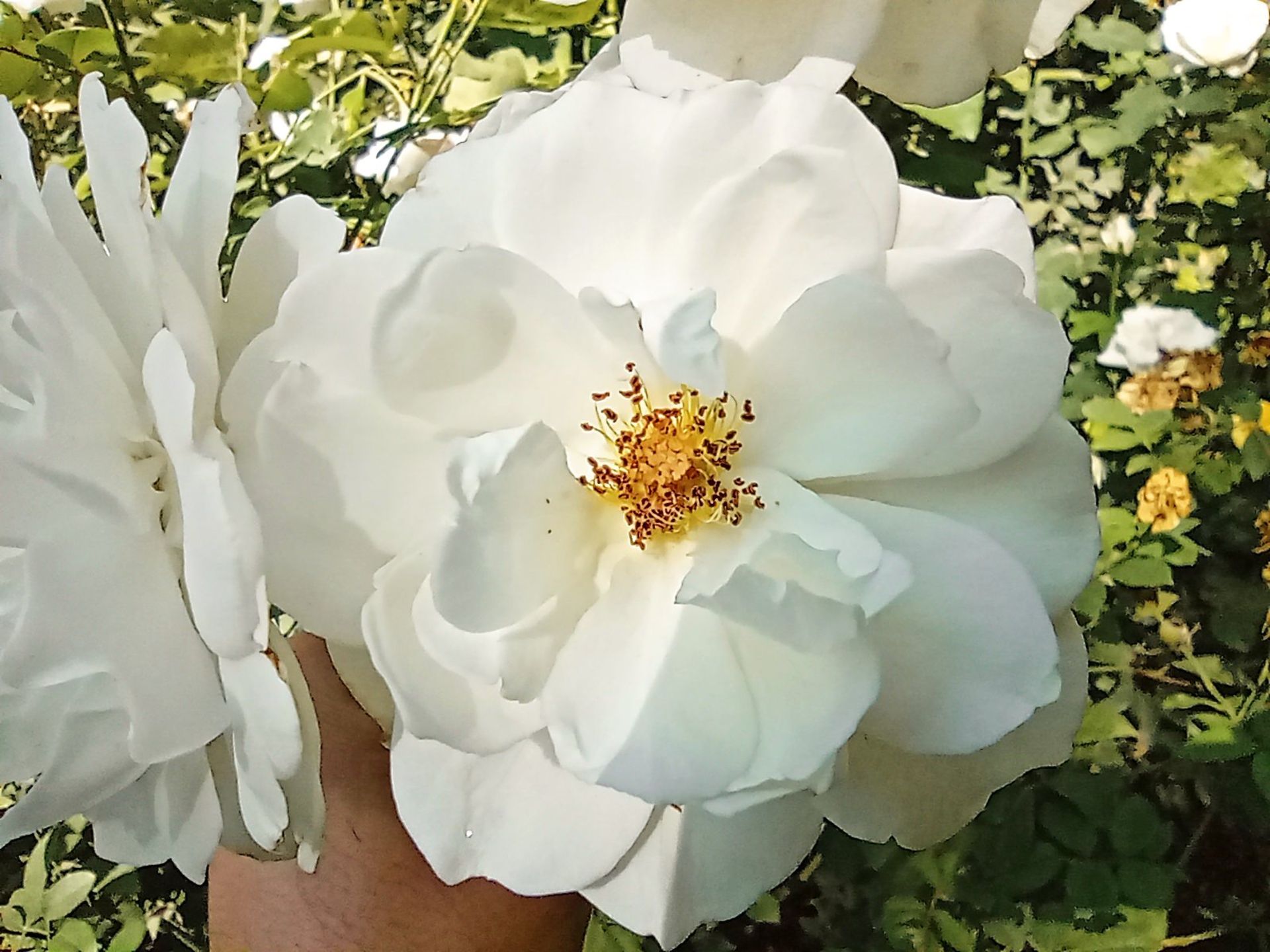 نمونه عکس دوربین ماکرو ردمی نوت ۹ - گل