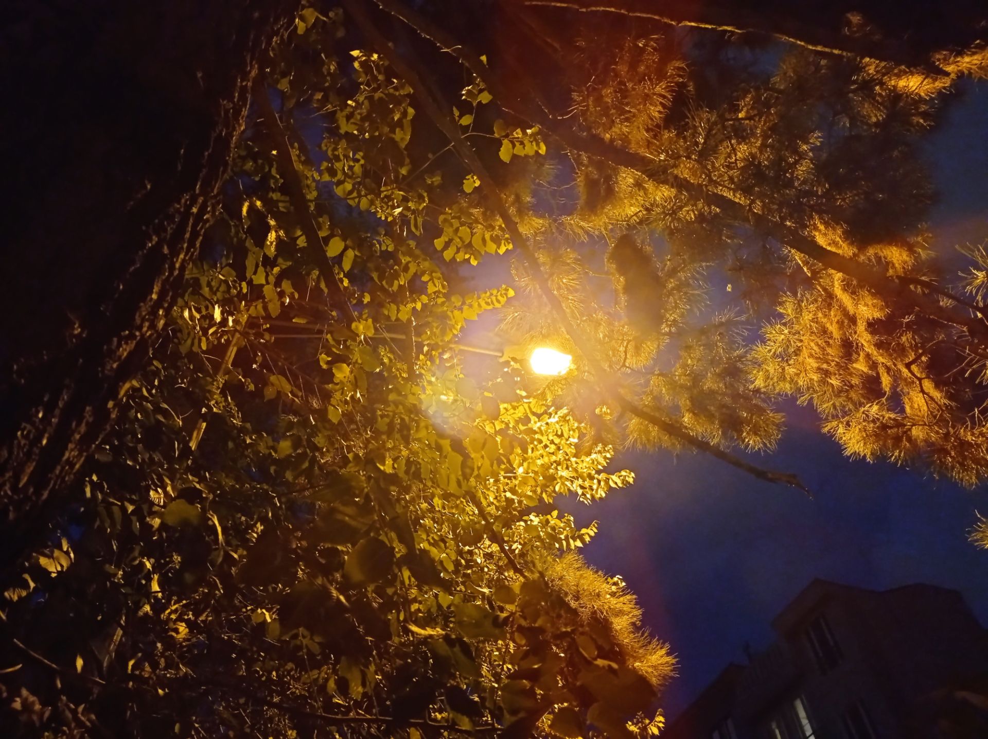 نمونه عکس 1x دوربین اصلی ردمی نوت ۹ در تاریکی - شاخه درخت زیر نور چراغ برق