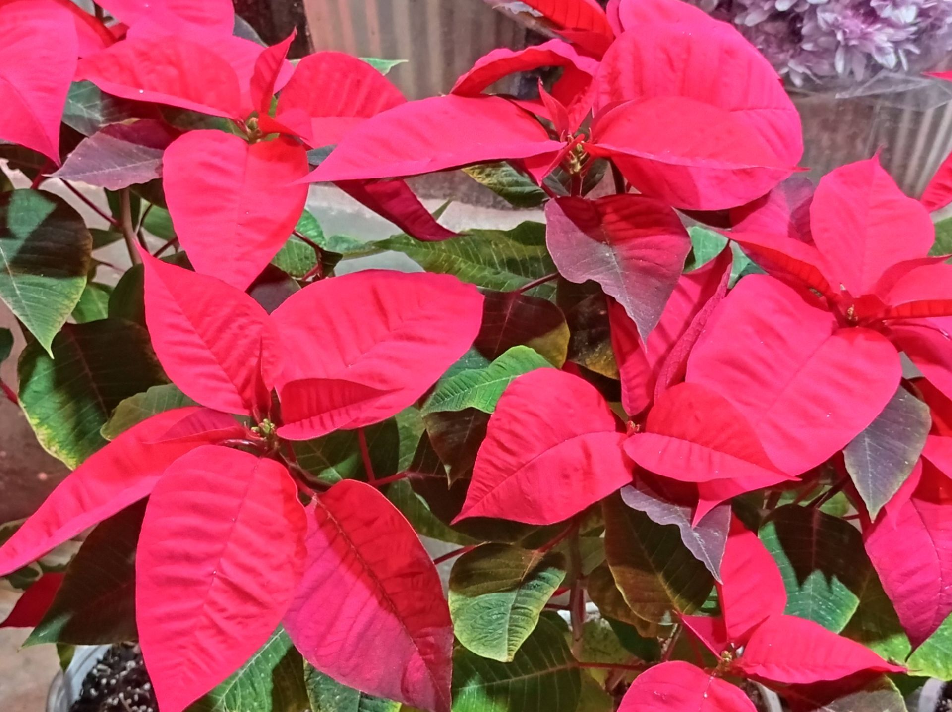 نمونه عکس 1x دوربین اصلی ردمی نوت ۹ در تاریکی - گل مصنوعی