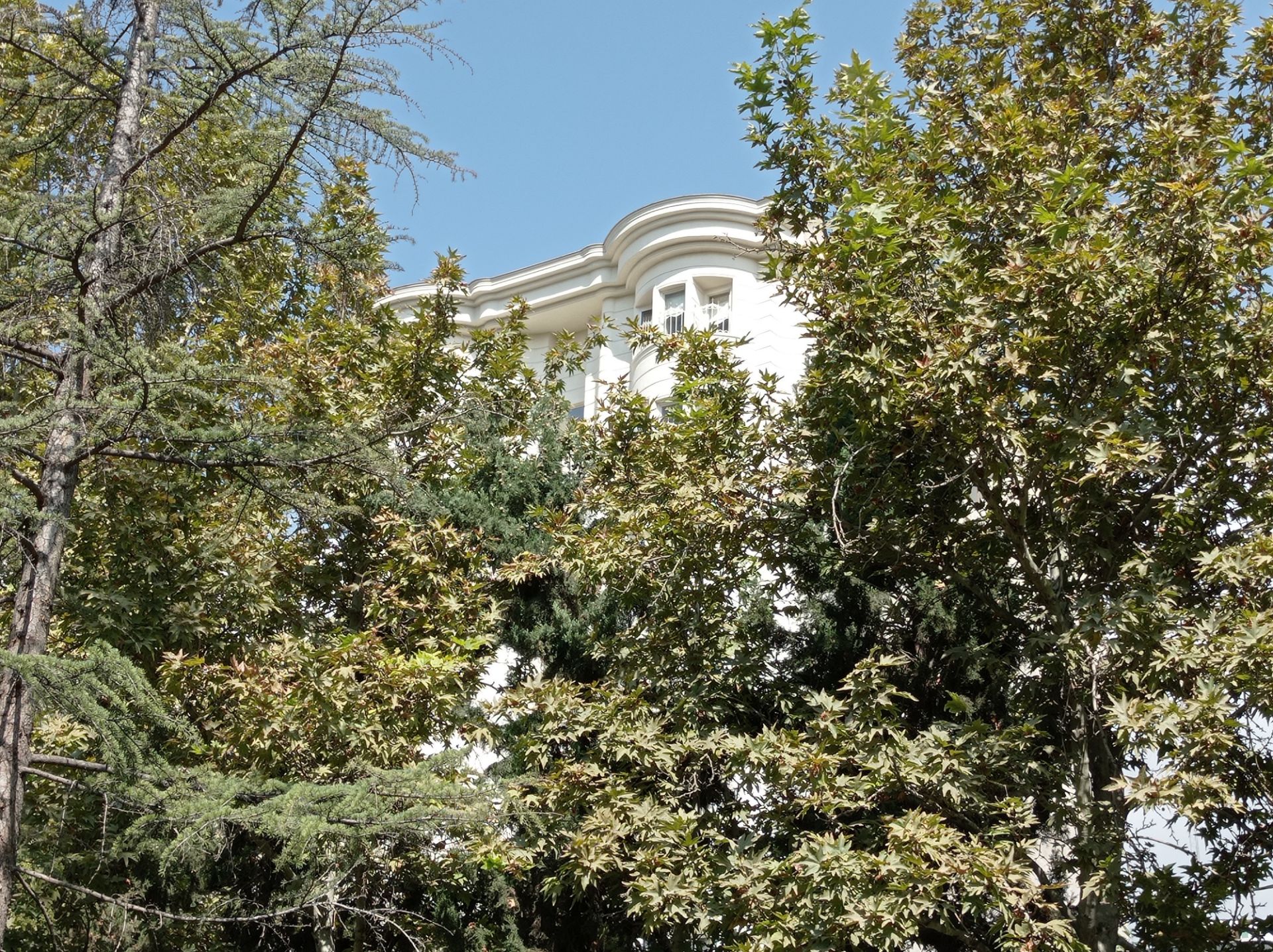 نمونه عکس 2x دوربین اصلی ردمی نوت ۹ در روشنایی - درختان پارک صبا جردن