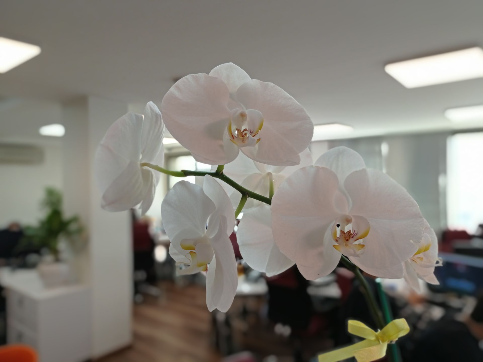 نمونه عکس پرتره ردمی نوت ۹ - گل