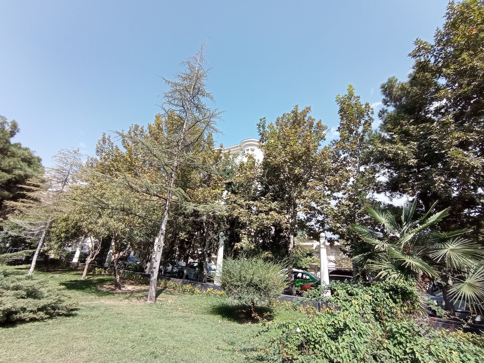 نمونه عکس اولتراواید ردمی نوت ۹ در شرایط نوری ایده‌آل - درختان پارک صبا جردن