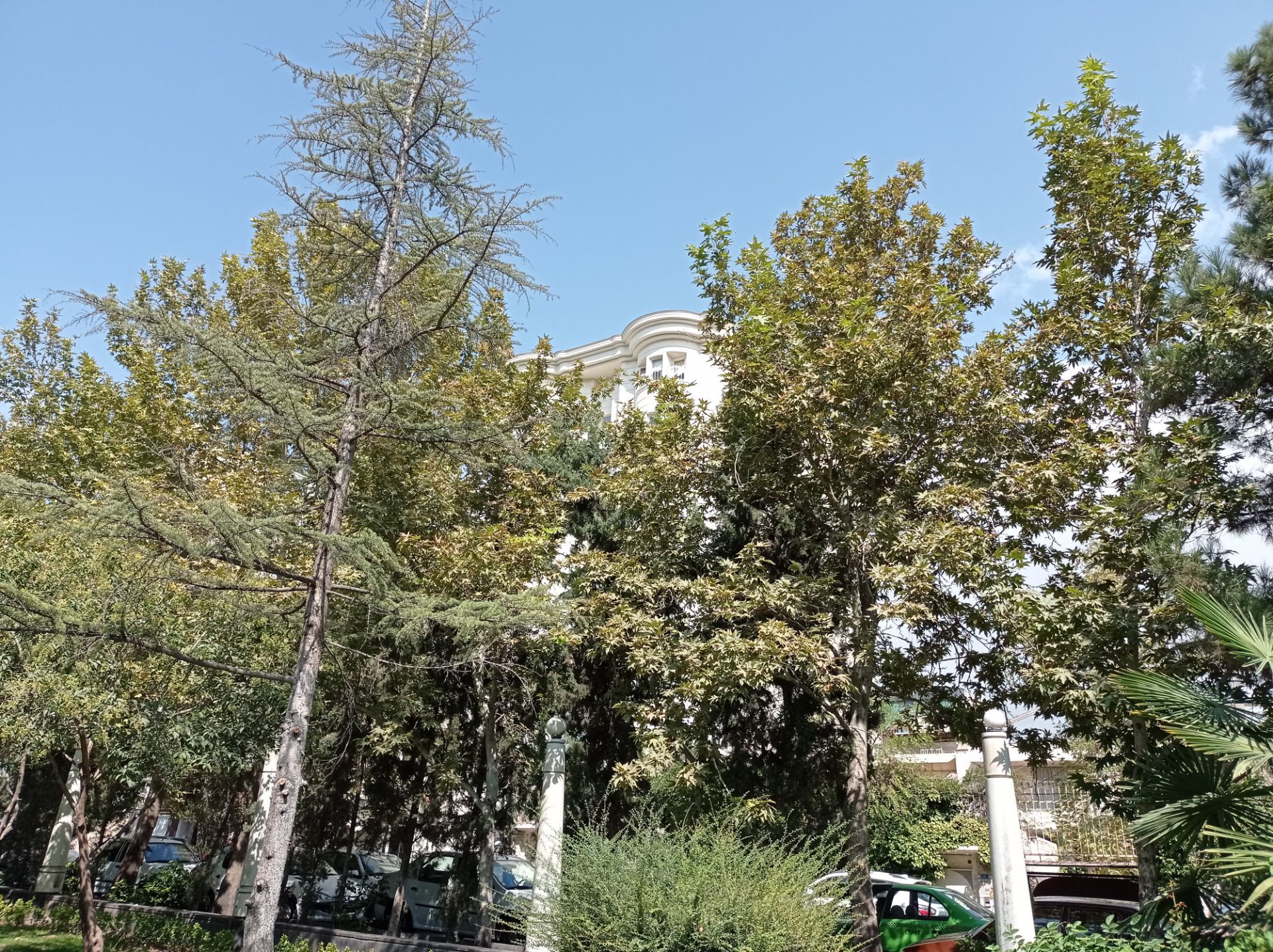 نمونه عکس 1x دوربین اصلی ردمی نوت ۹ در روشنایی - درختان پارک صبا