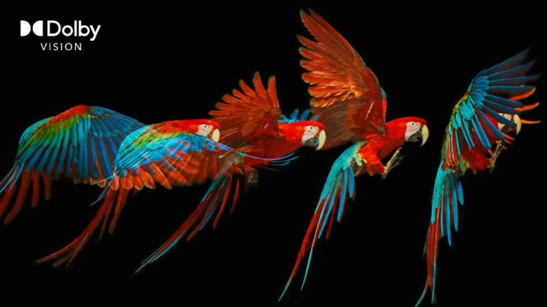 چندین طوطی در حال پرواز