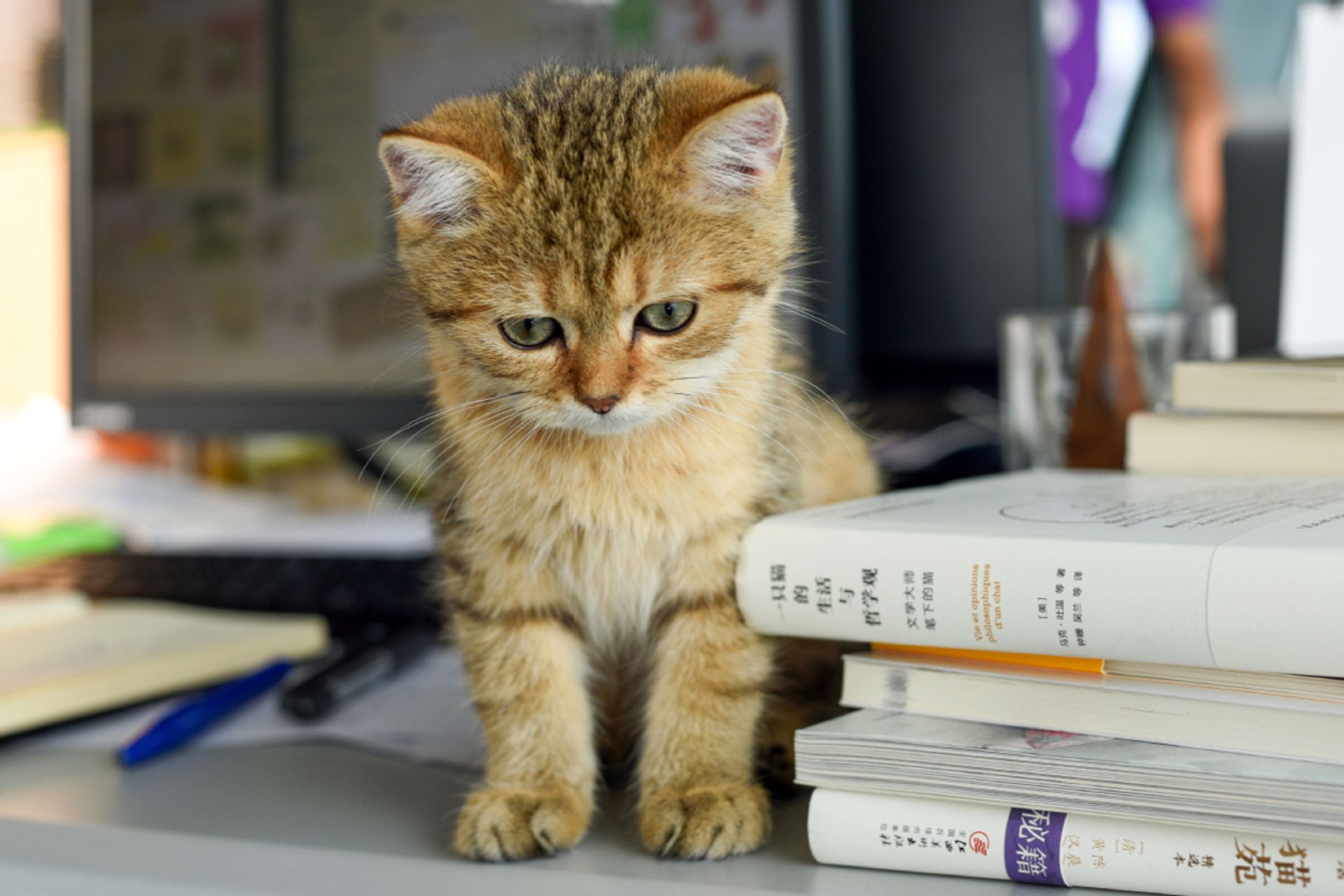 مرجع متخصصين ايران Why do cats meow/چرا گربه ها ميو مي كنند