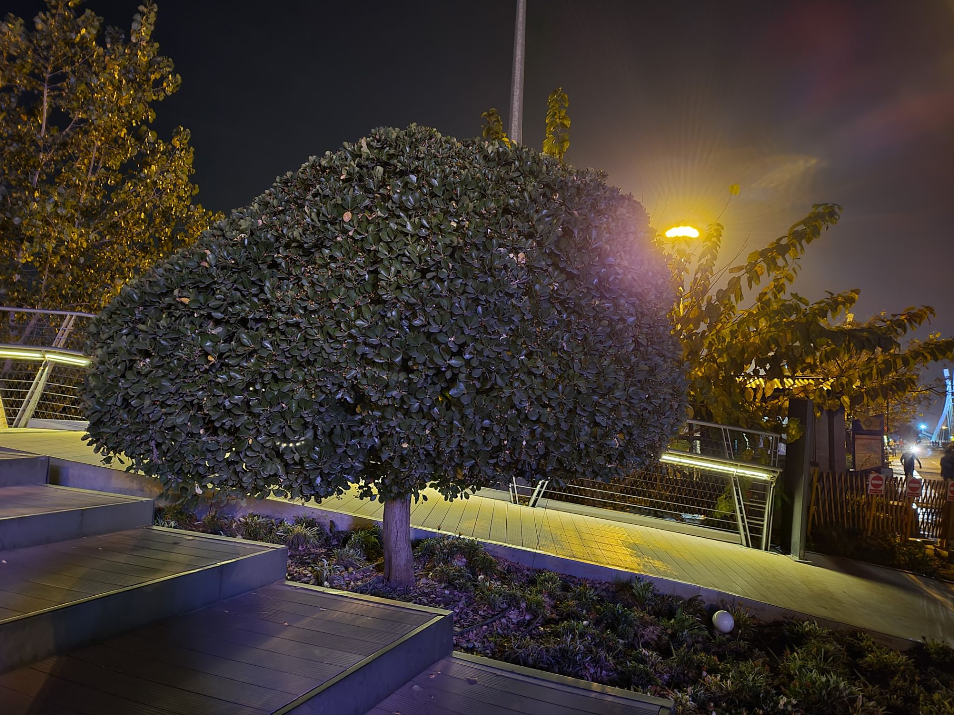 نمونه عکس دوربین واید گلکسی زد فولد ۲ در تاریکی - درختی در پارک آب و آتش تهران