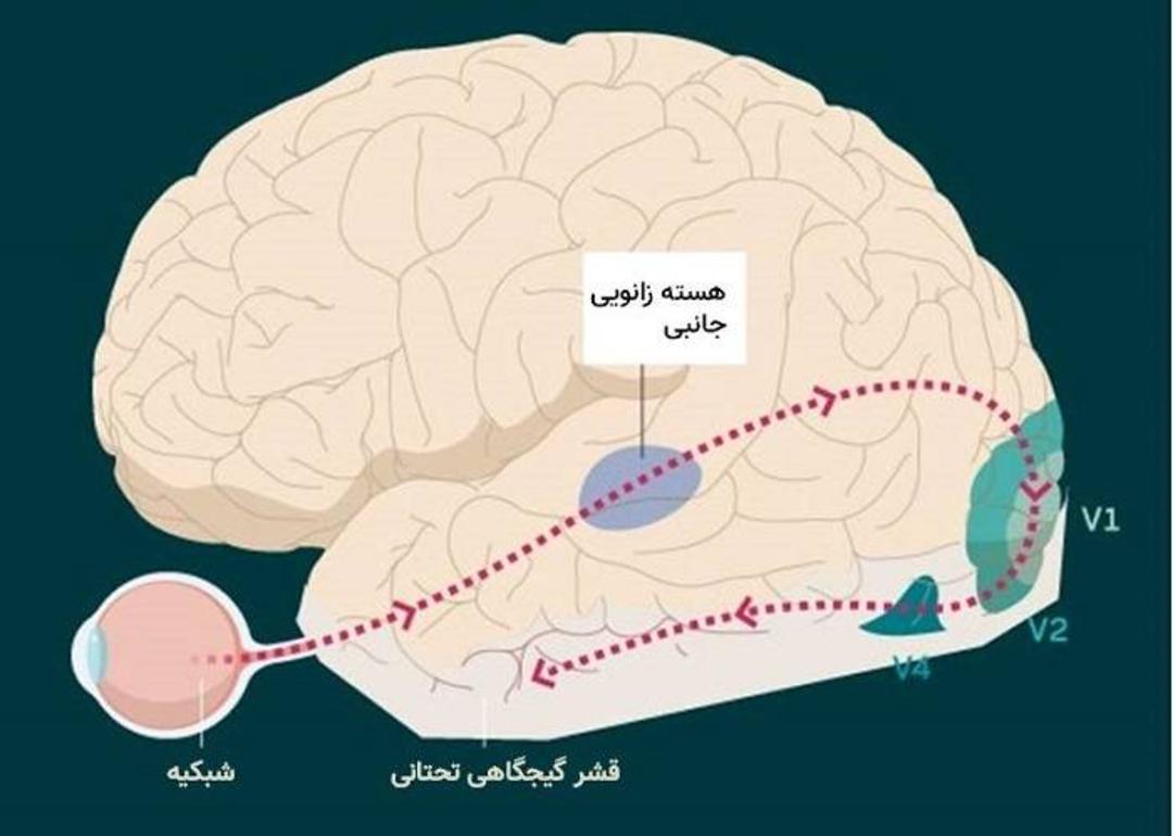 قشر بینایی مغز / primary visual cortex