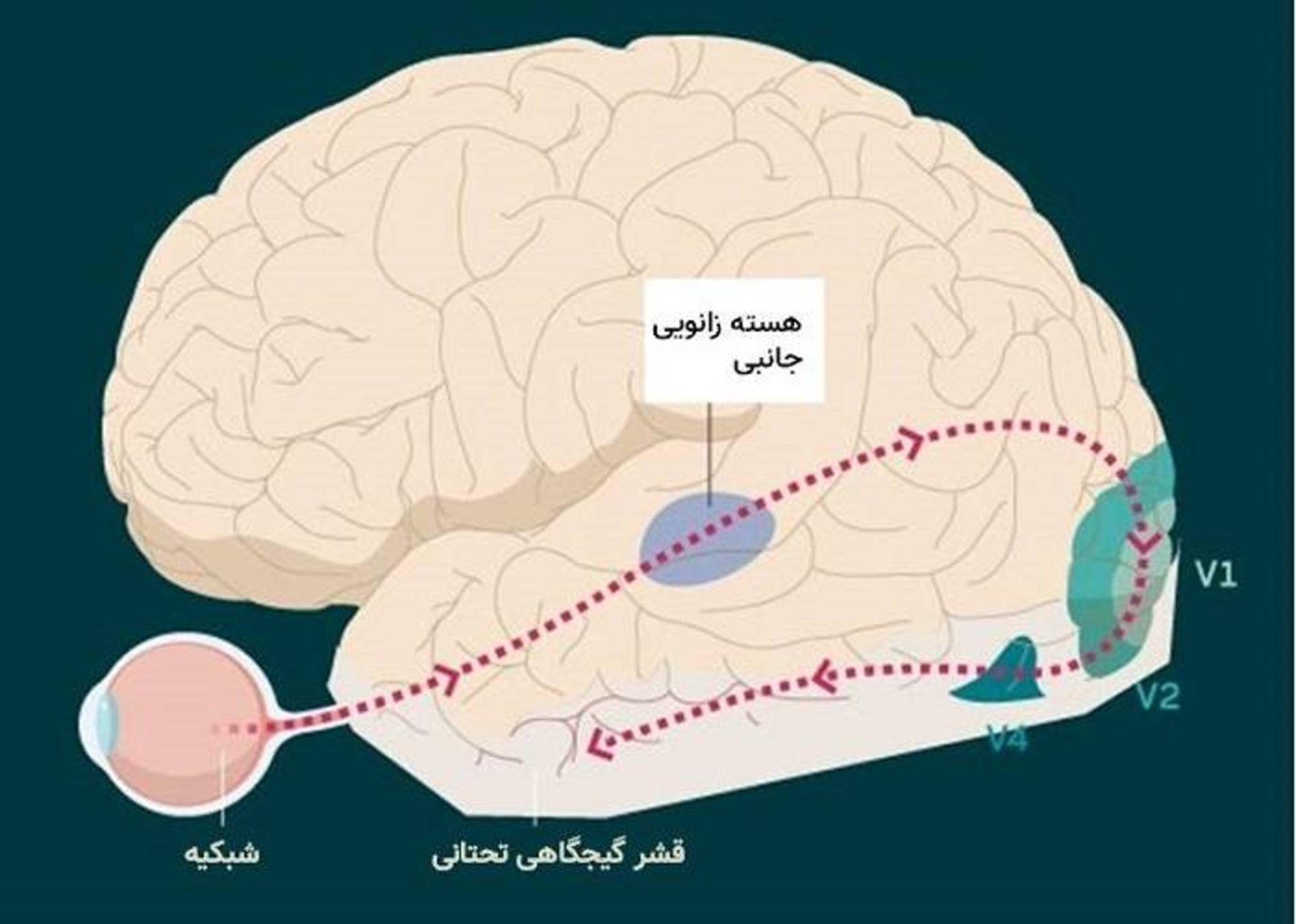 قشر بینایی مغز / primary visual cortex