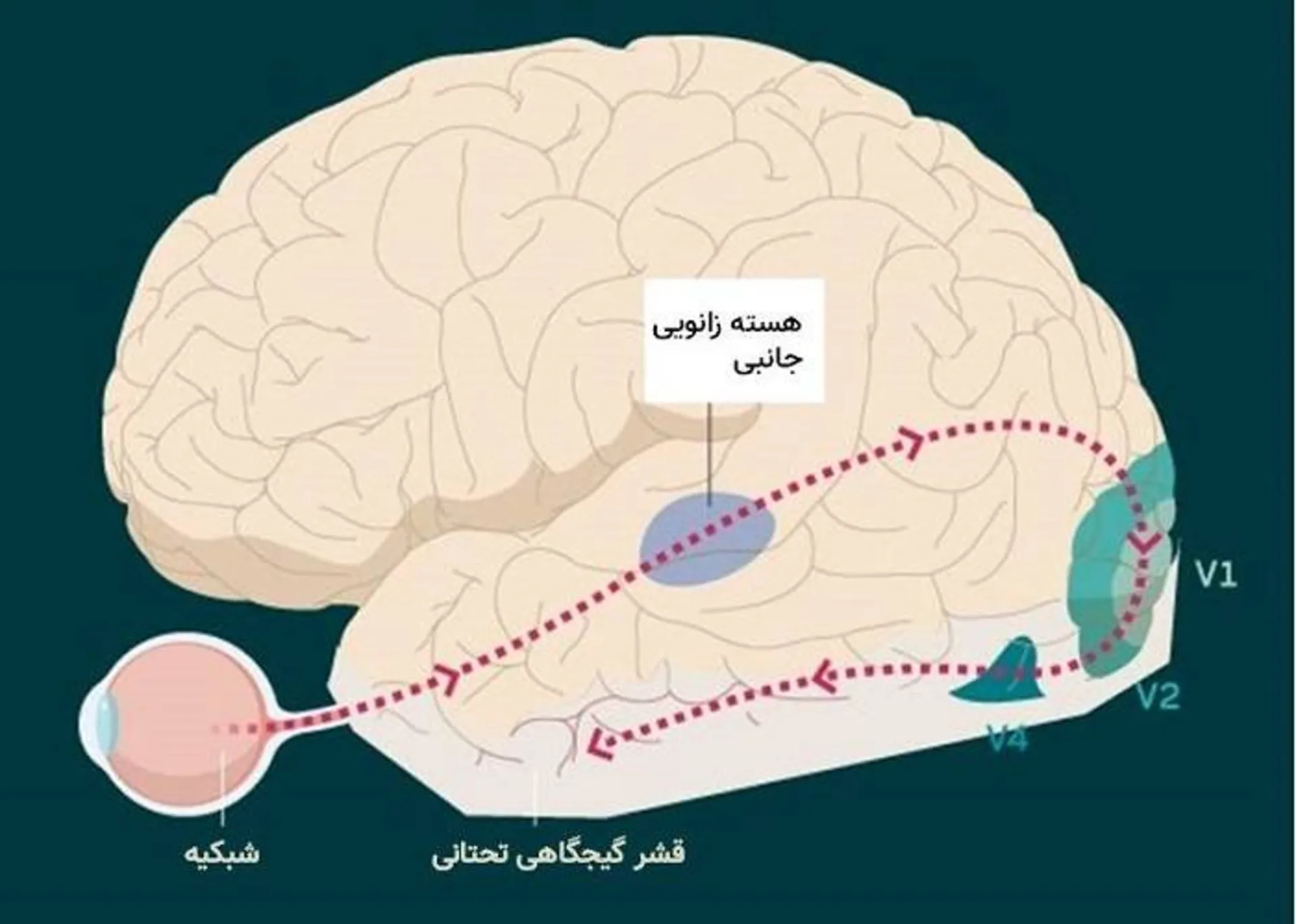 قشر بینایی مغز / primary visual cortex