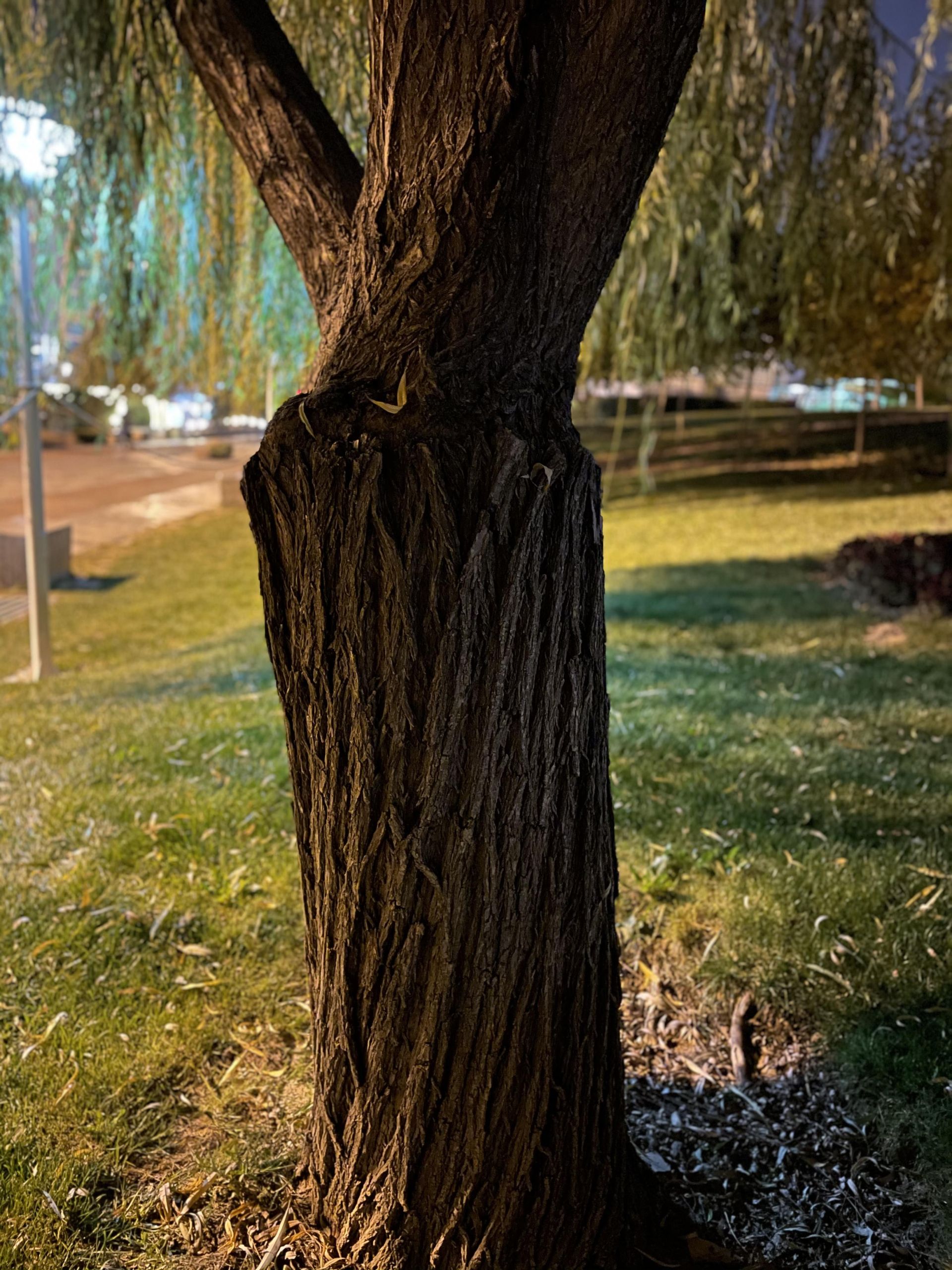 نمونه عکس پرتره آیفون ۱۲ پرو اپل - تنه درخت در پارک آب و آتش تهران