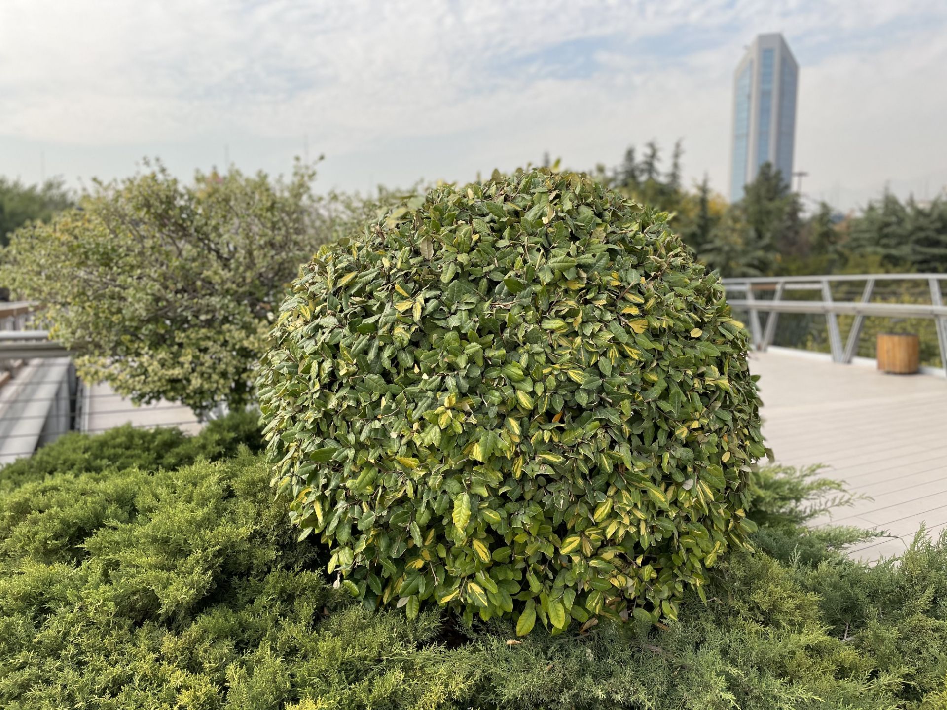 نمونه عکس پرتره آیفون ۱۲ پرو اپل - گیاهی در پل طبیعت تهران